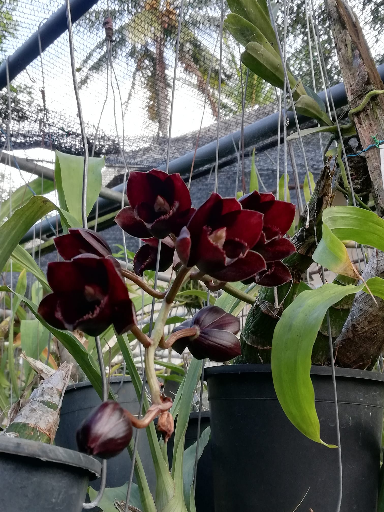 Unusual clonal mutation of SVO Black Pearl orchid