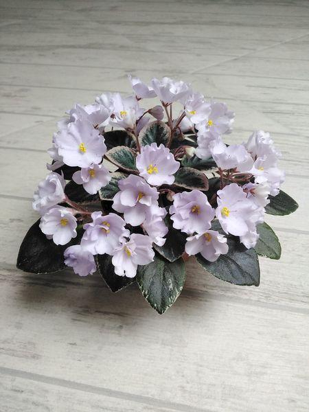 Rob's Pewter Bells African Violet