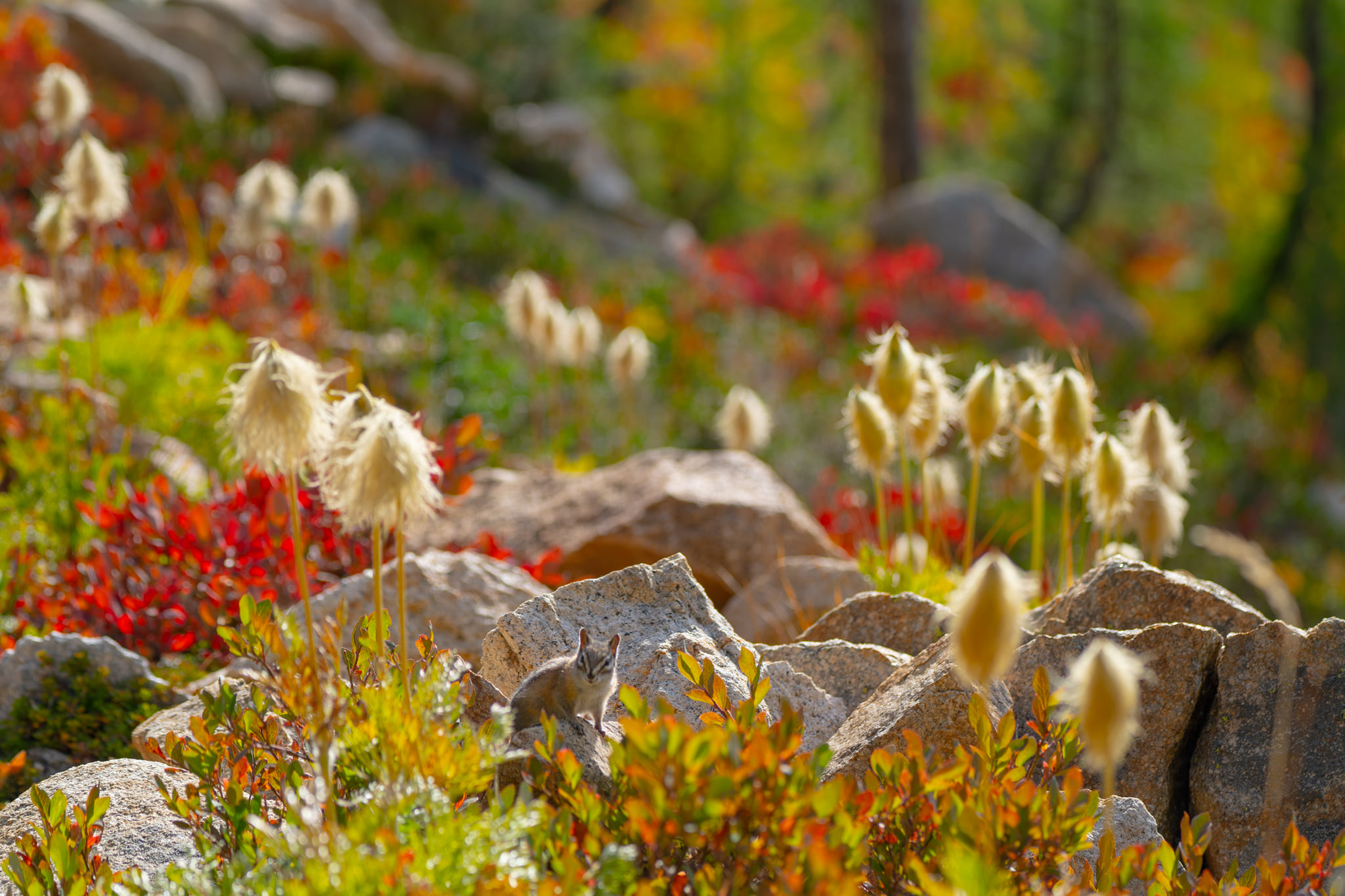 Methow Nature Notes | This little beauty was sitting on a chair I was ...