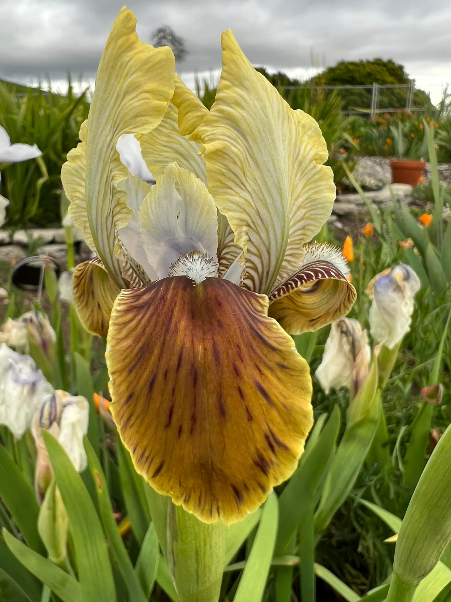 アマリリス Turkish Topaz Arilbred Flower Characteristics and Growing Conditions