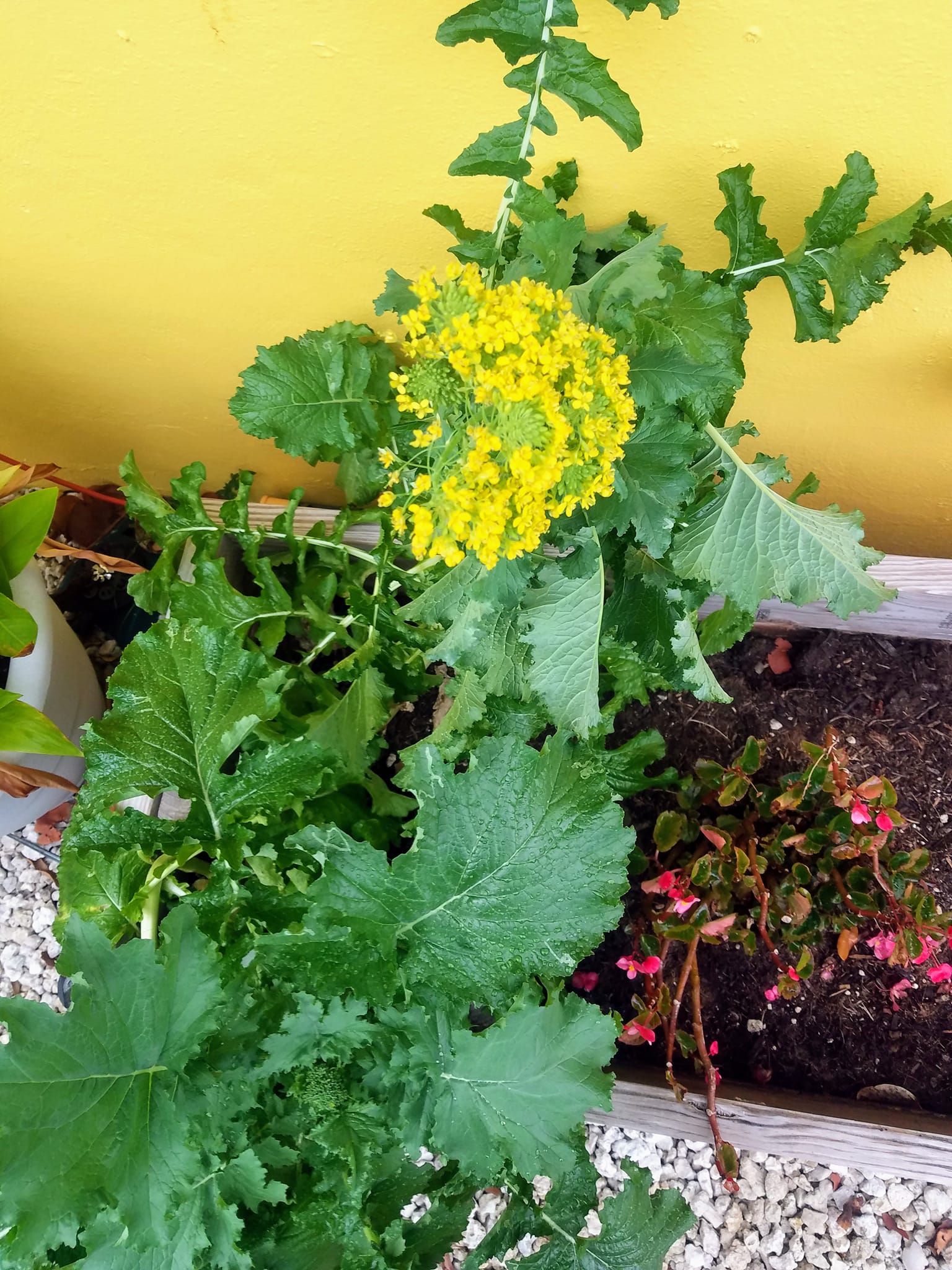 Raised Bed Gardening | My broccoli rabe has yellow flowers .do I pinch ...