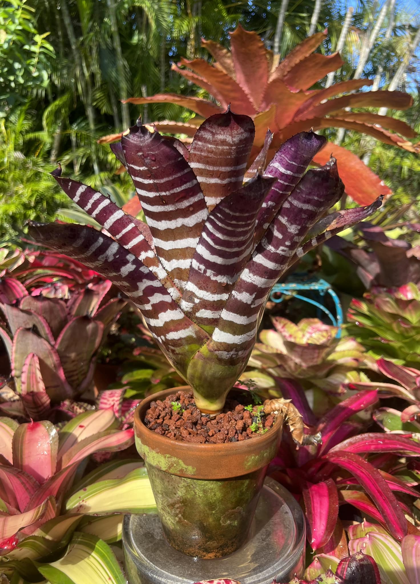 Aechmea chantinii 'Black Skotak'
