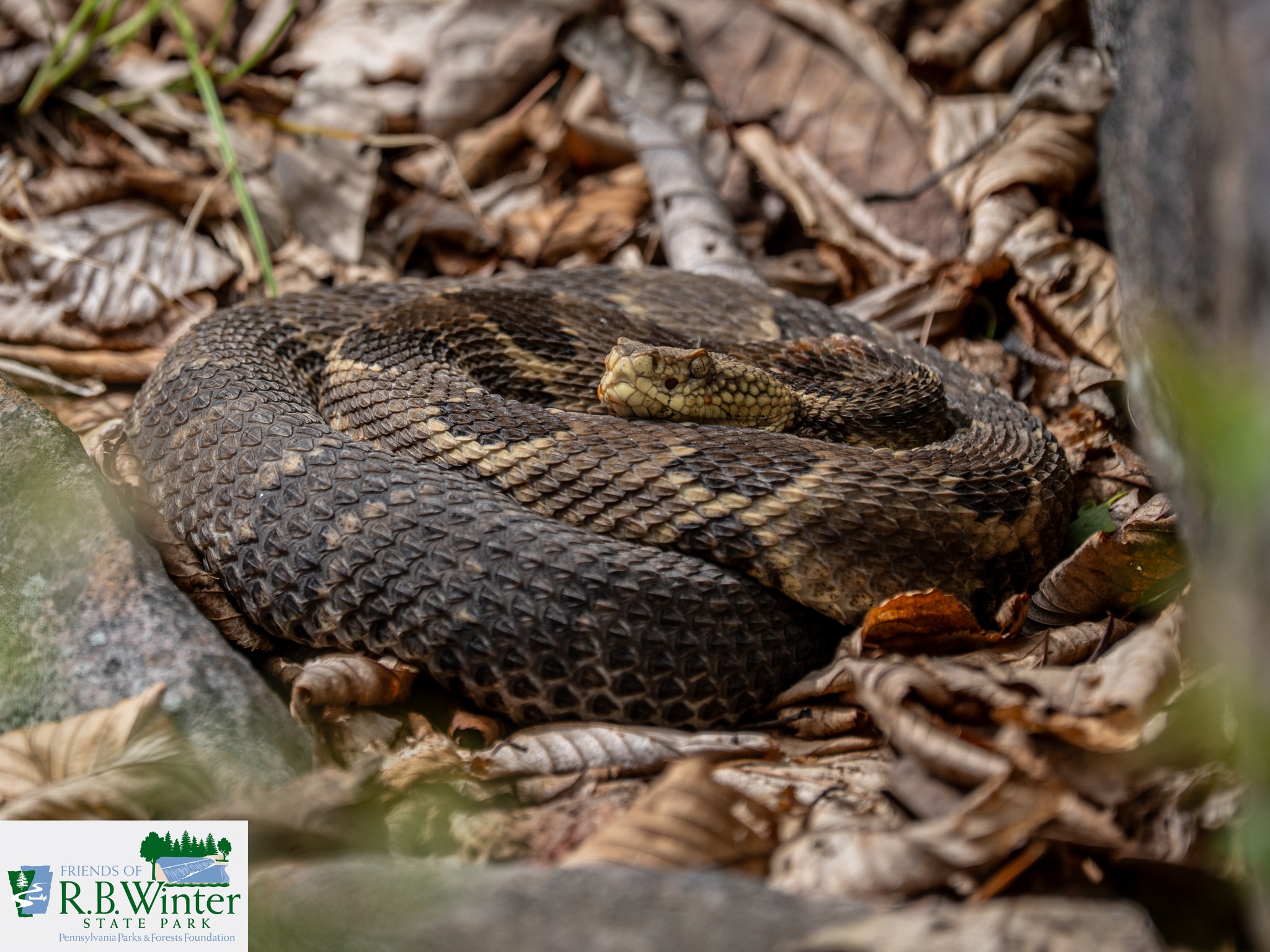 Friends - Did you know that RB Winter State Park is home to more than ...