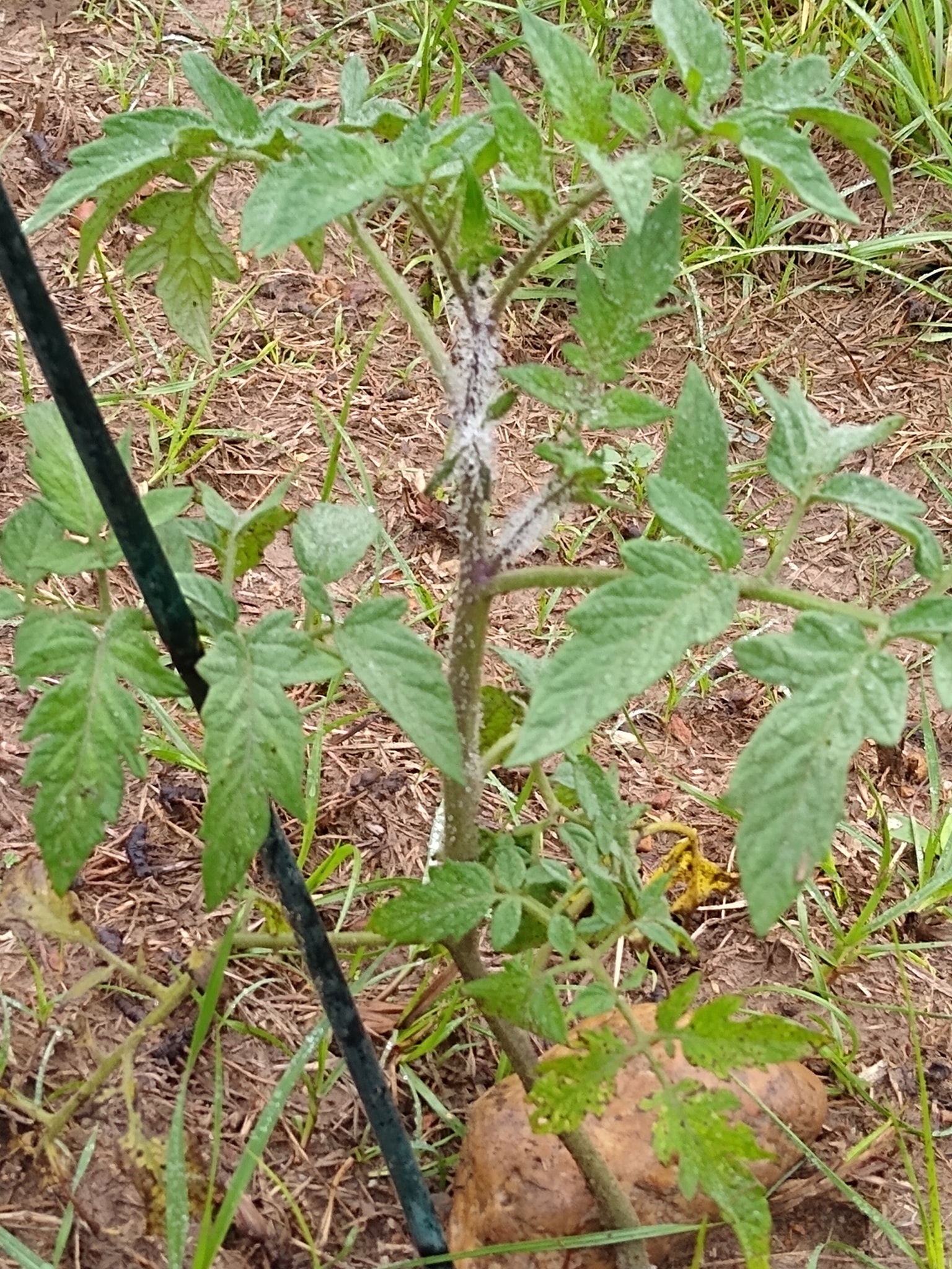 What is the white fuzzy stuff on my tomato plants?