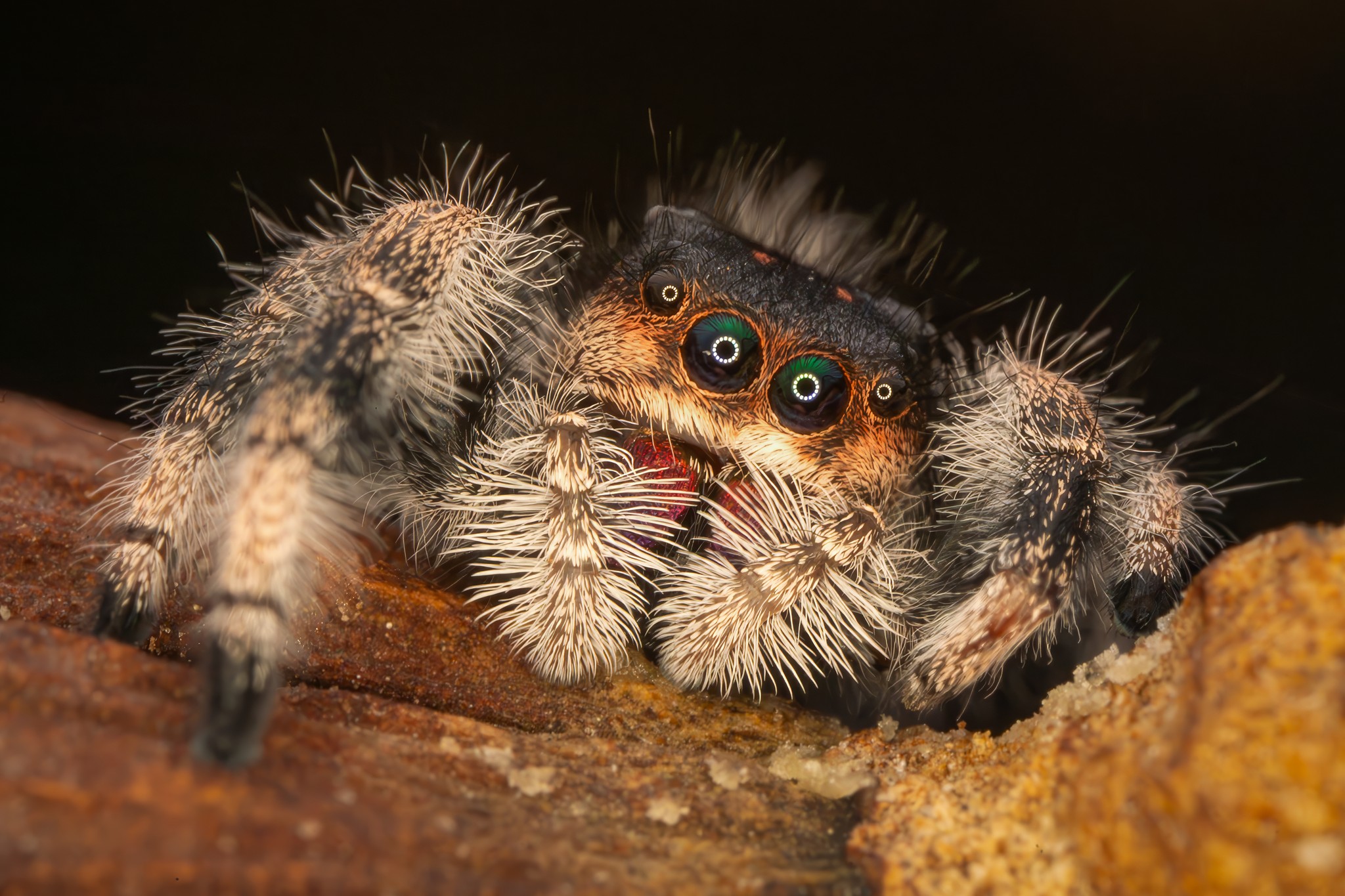 Macro photography with nikon z6iii and laowa lens
