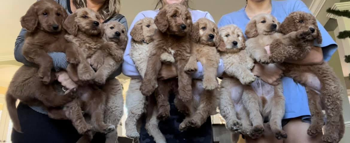 Remington and Marley’s pups | Facebook