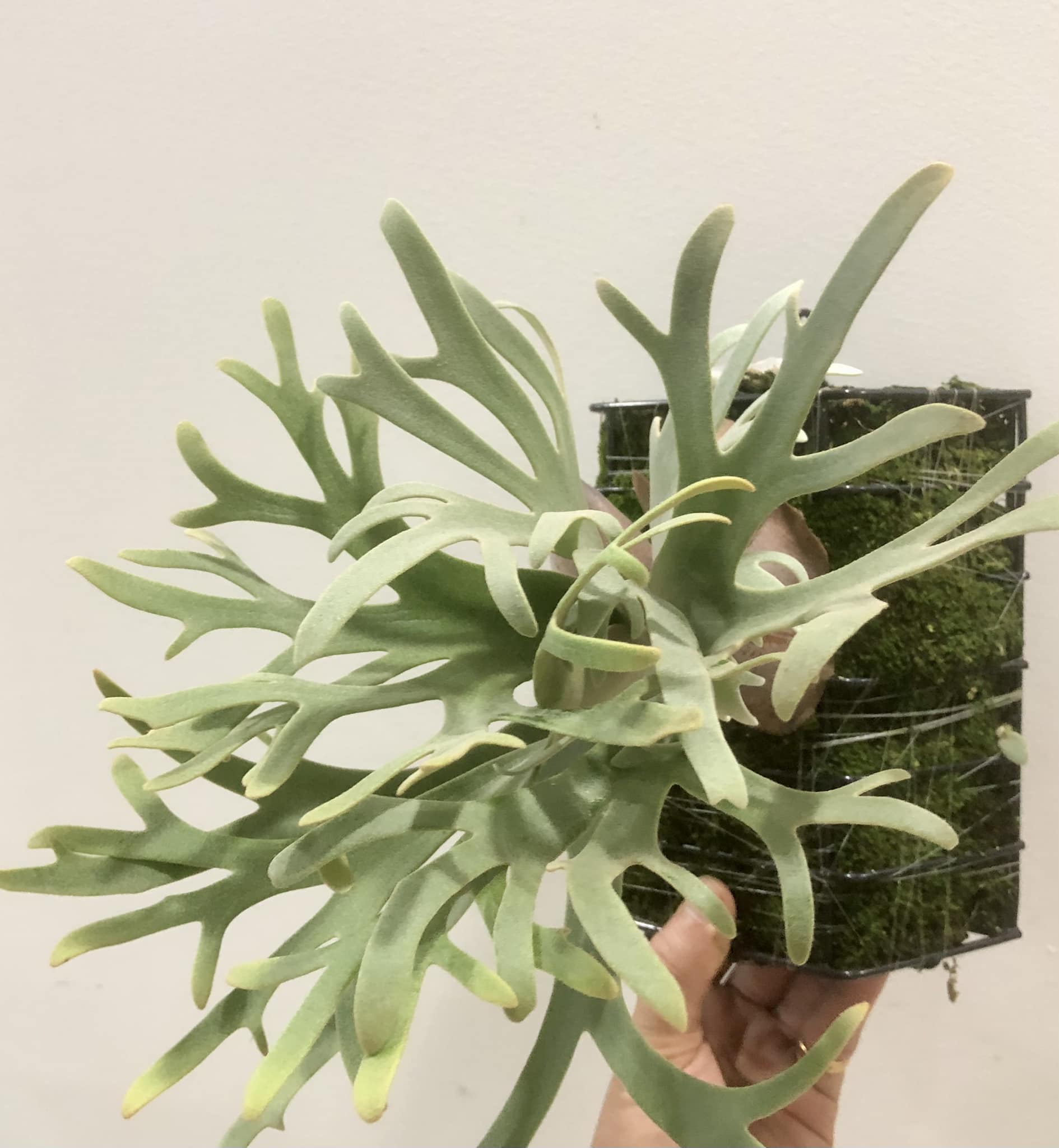 Platycerium willinckii 'nano' sporeling for sale