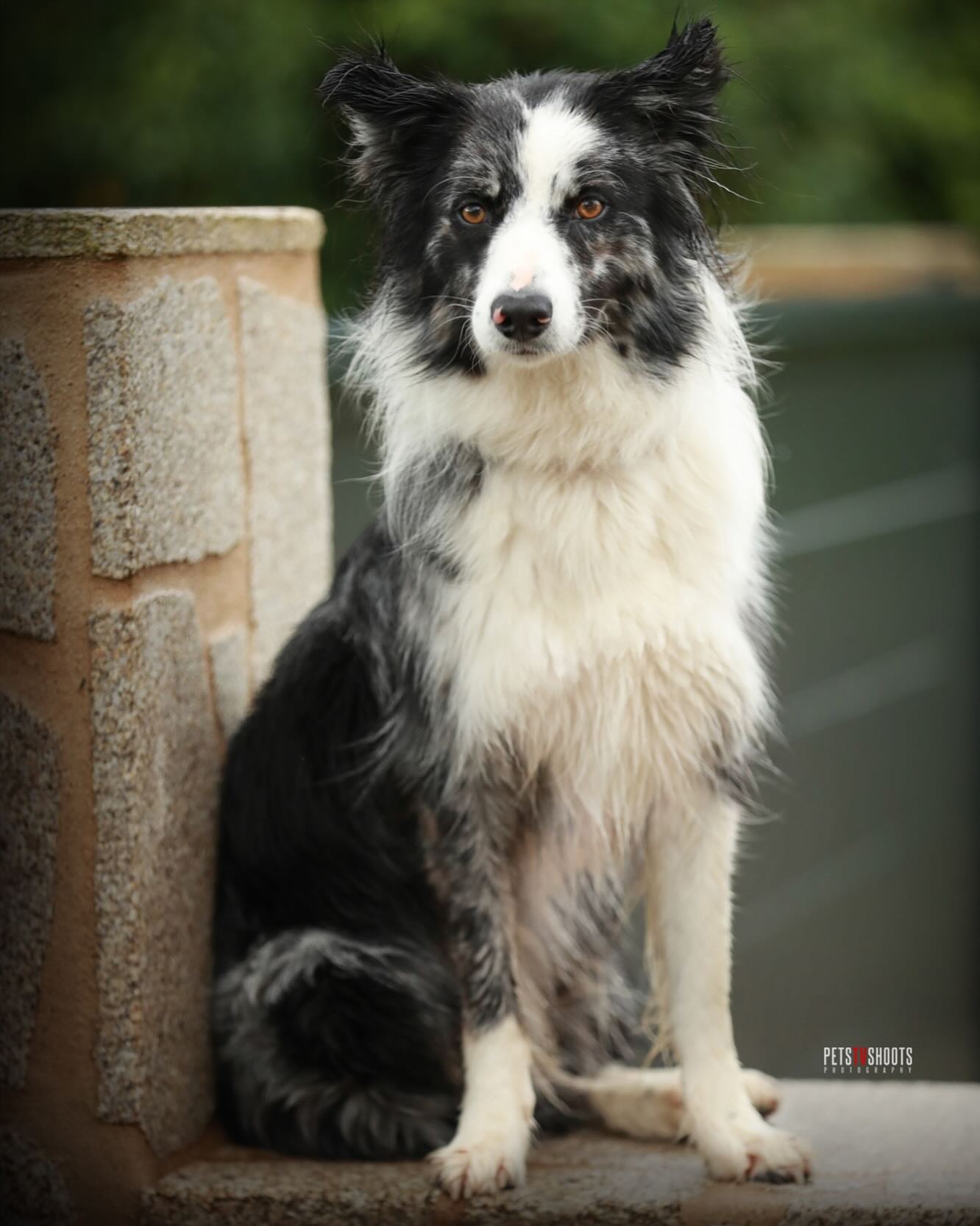 Juanele - 🐶 Ella es Elsa, un border collie que nos robó el corazón 💘 ...