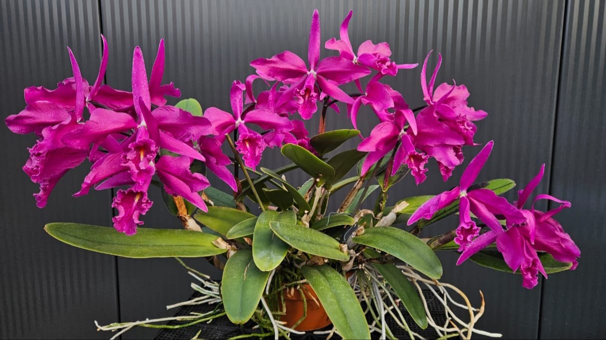 その他観葉植物 C.maxima fma rubra 'Darth Vader self Cattleya maxima var. rubra This is a selfing of the famous var