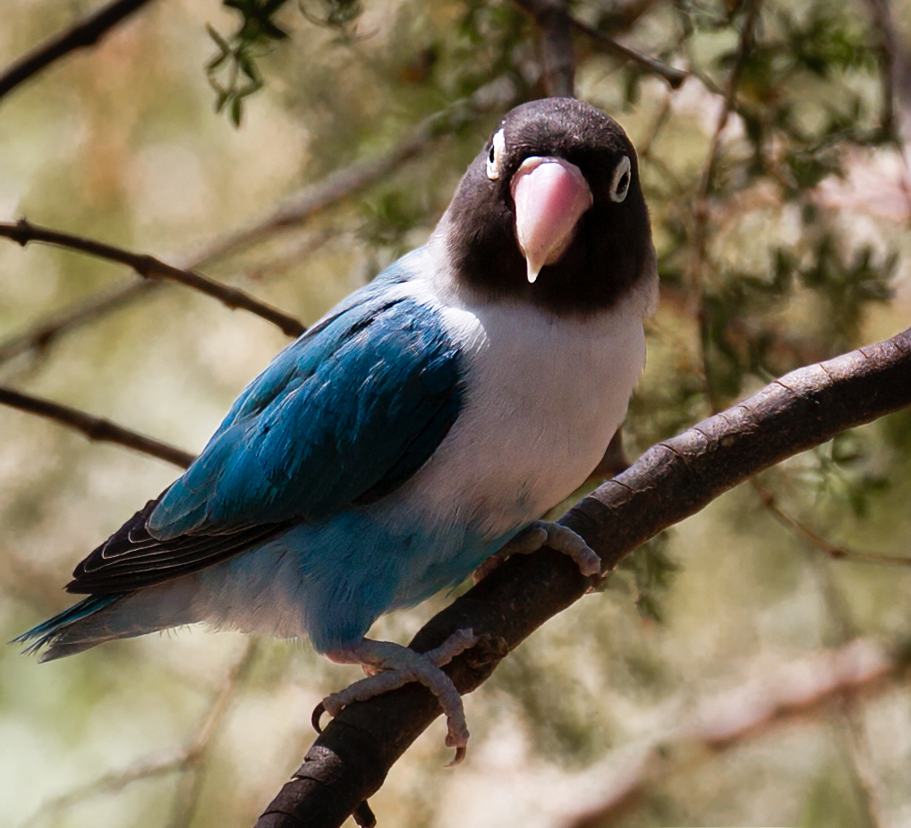 Discovering yellow-collared lovebirds in Phoenix