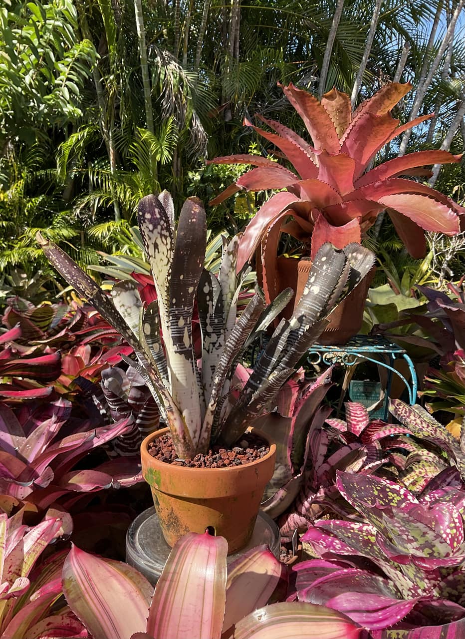 Billbergia Domingo's Martins x Afterglow
