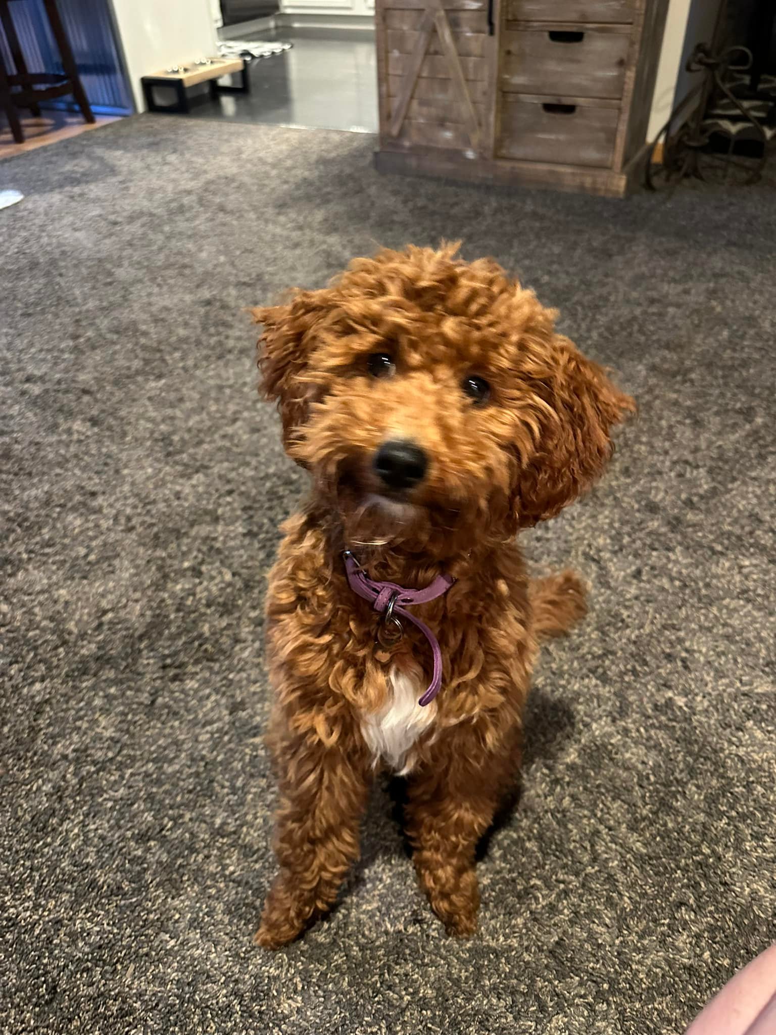 Goldendoodle eats bed linens