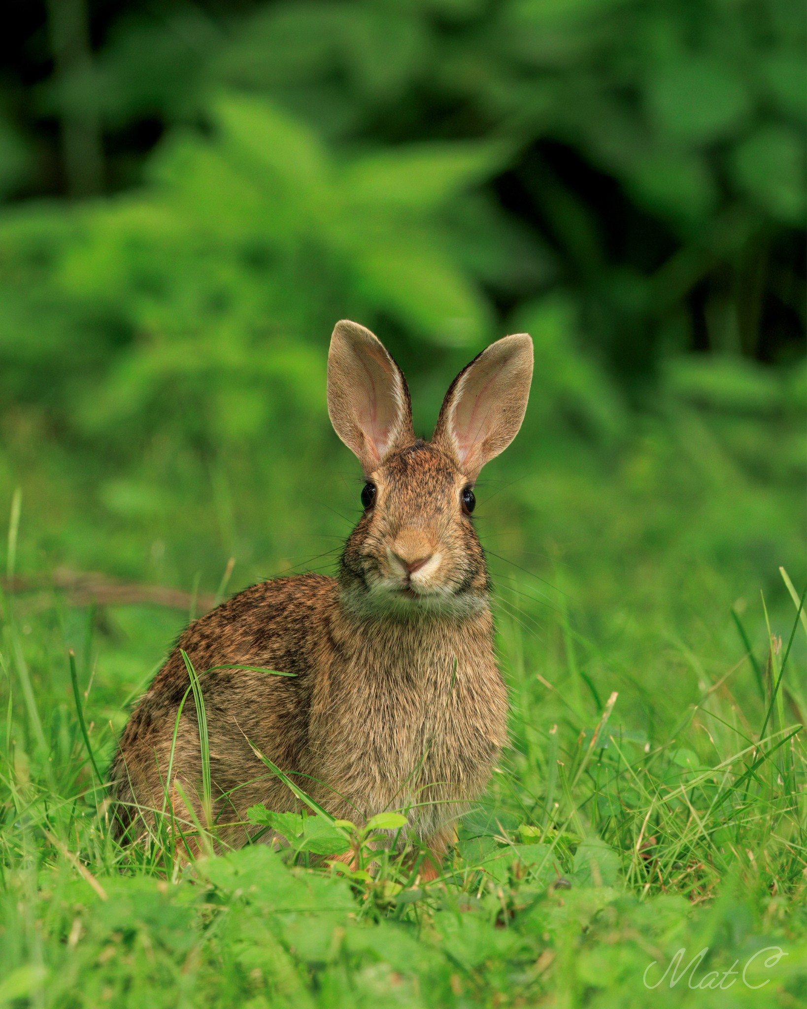 Beginners Photography Group | An Eastern Cottontail Rabbit forages for ...