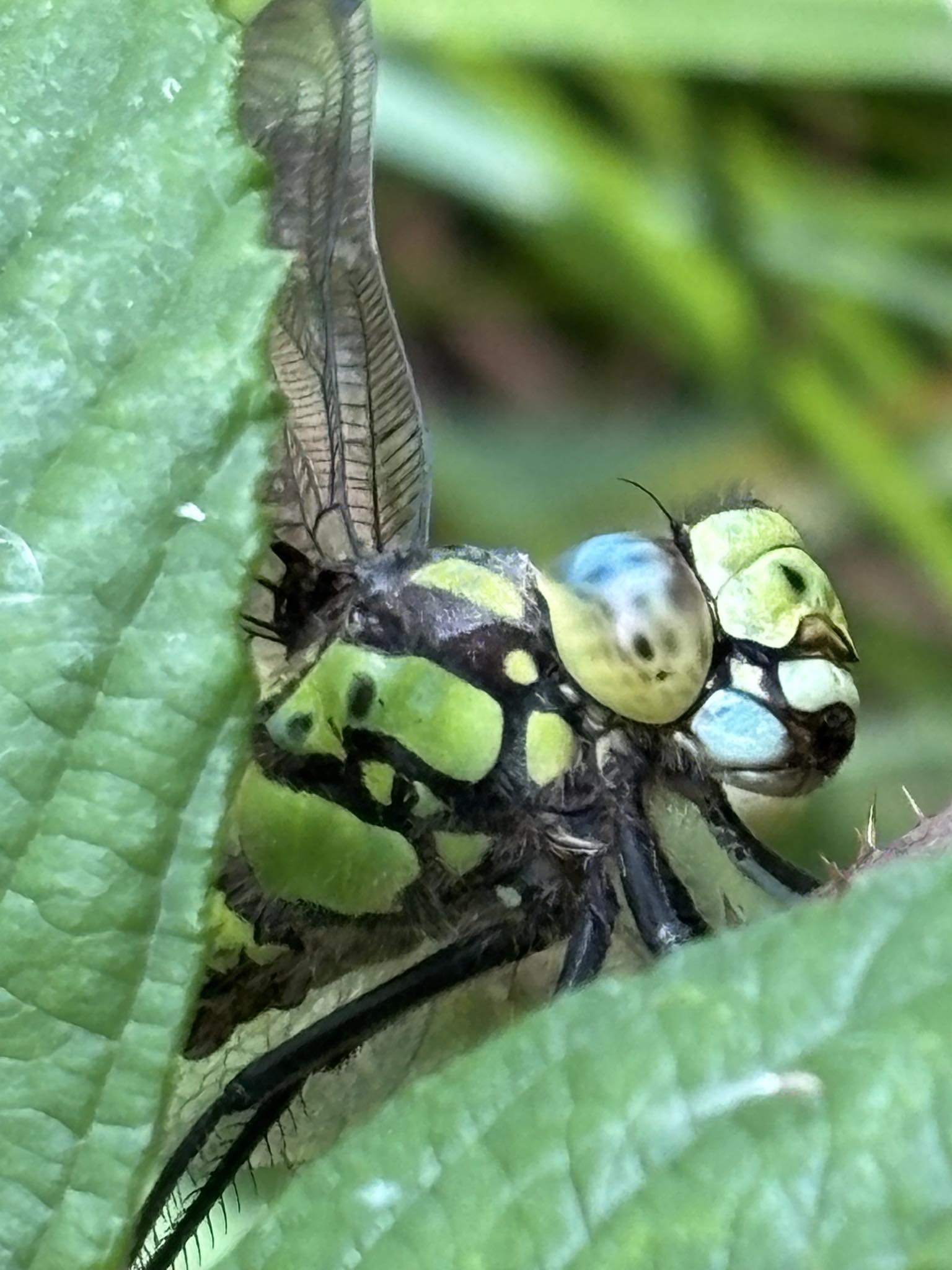 Yorkshire Dragonfly Group | Southern Hawker this afternoon Redcar ...