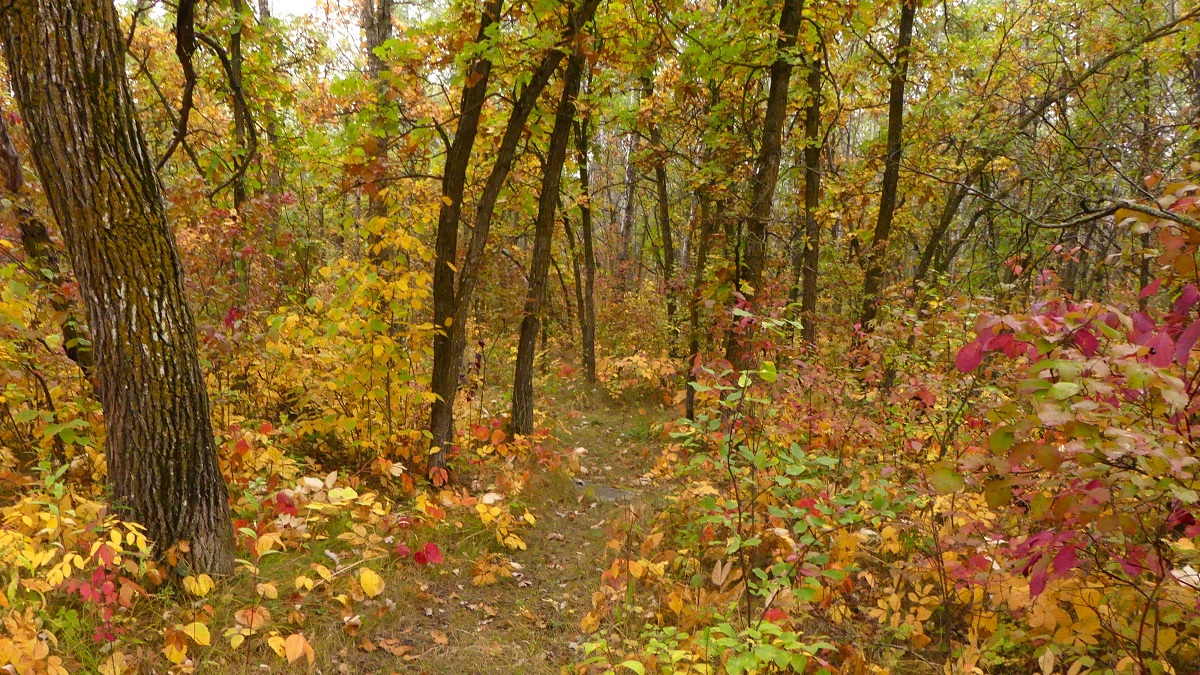 Ste. Anne General | Fall colours, Paradise Village walking trails ...