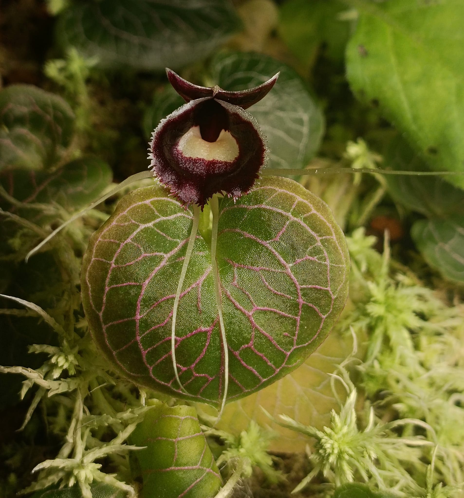 Magical miniature terrestrial orchid Corybas Umbrosus and Corybas