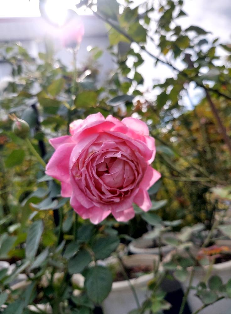 Japanese rose names and varieties