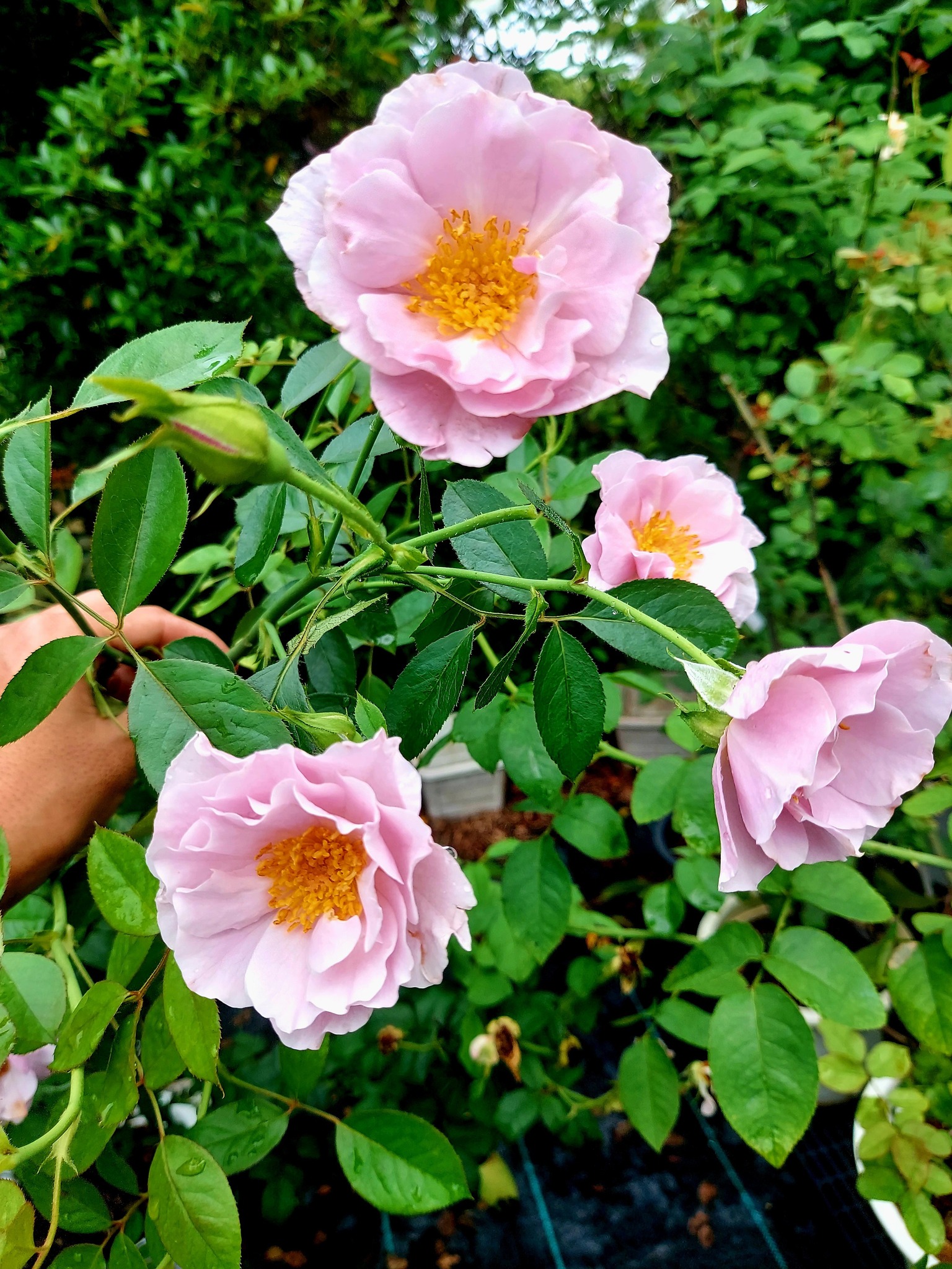 Japanese rose names and varieties