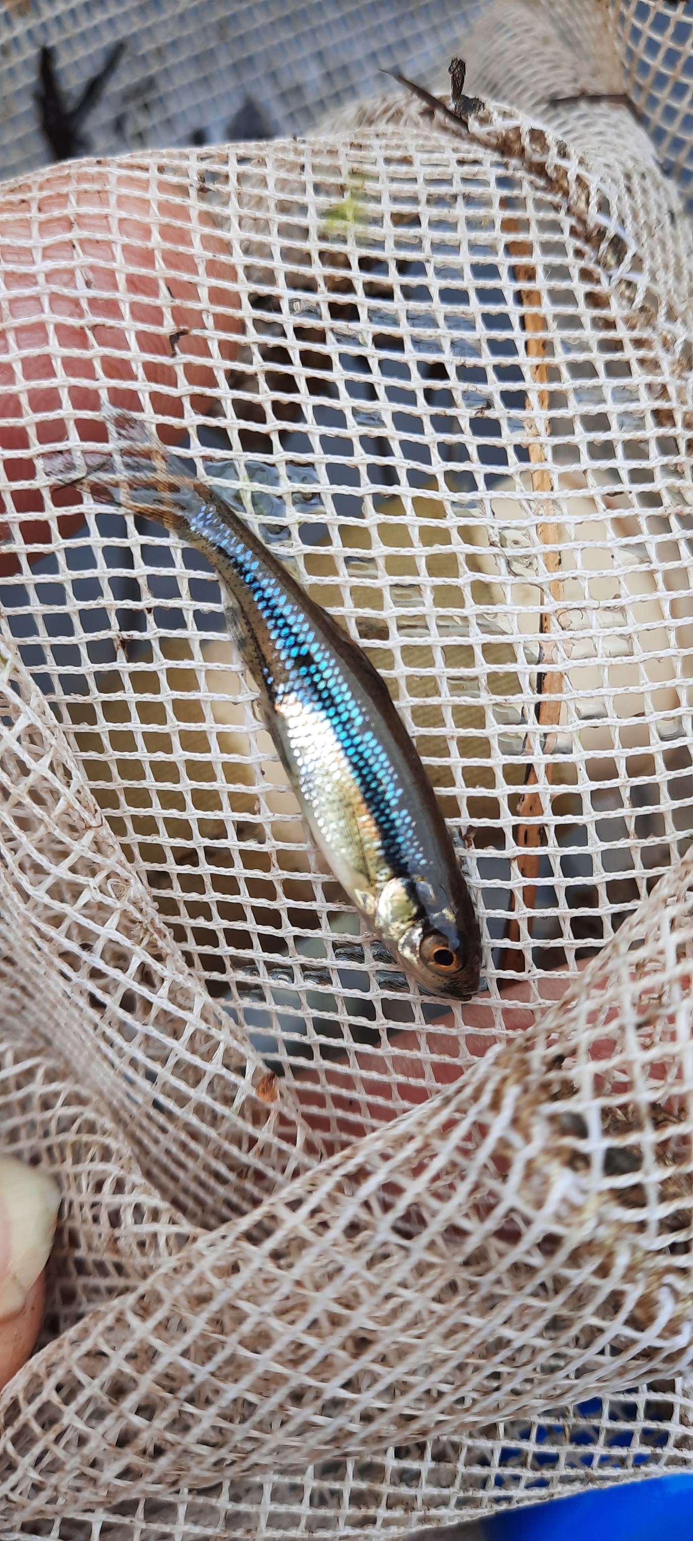 What fish has a blue sheen in Northern Massachusetts?
