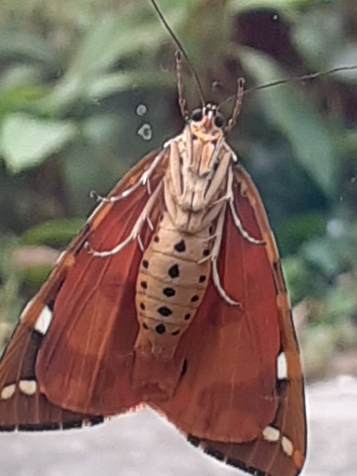 What are the bottom wings of a moth called?