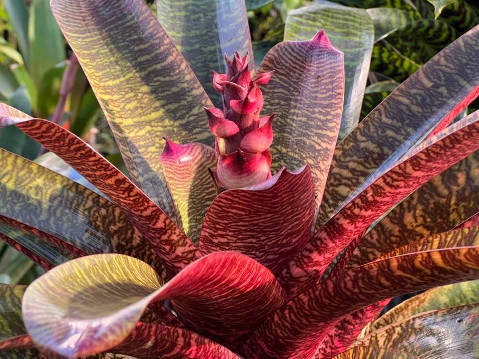 Vriesea Hawaiian Pink Lady hybrid by David Shiigi