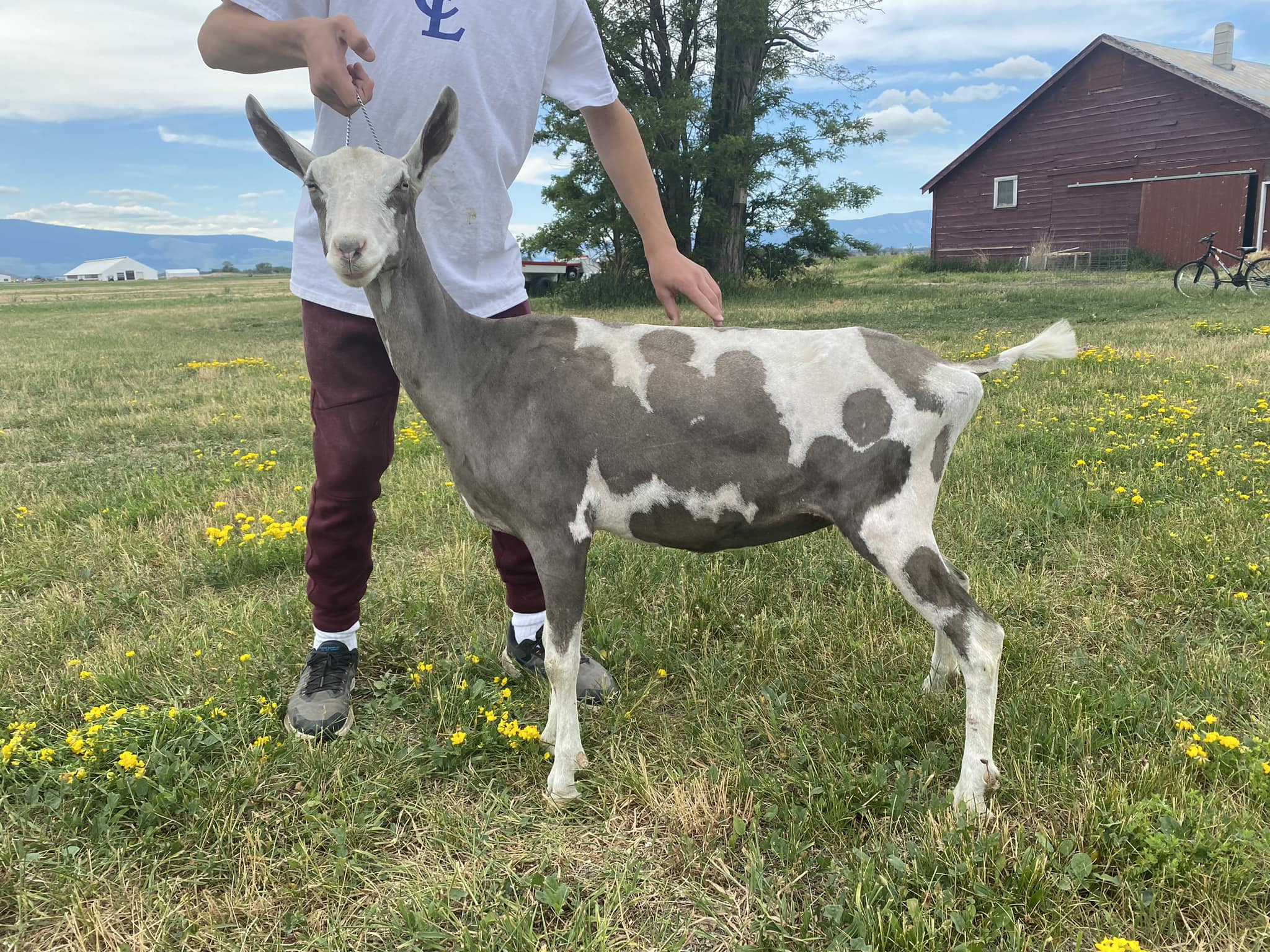 Greenstone Farm