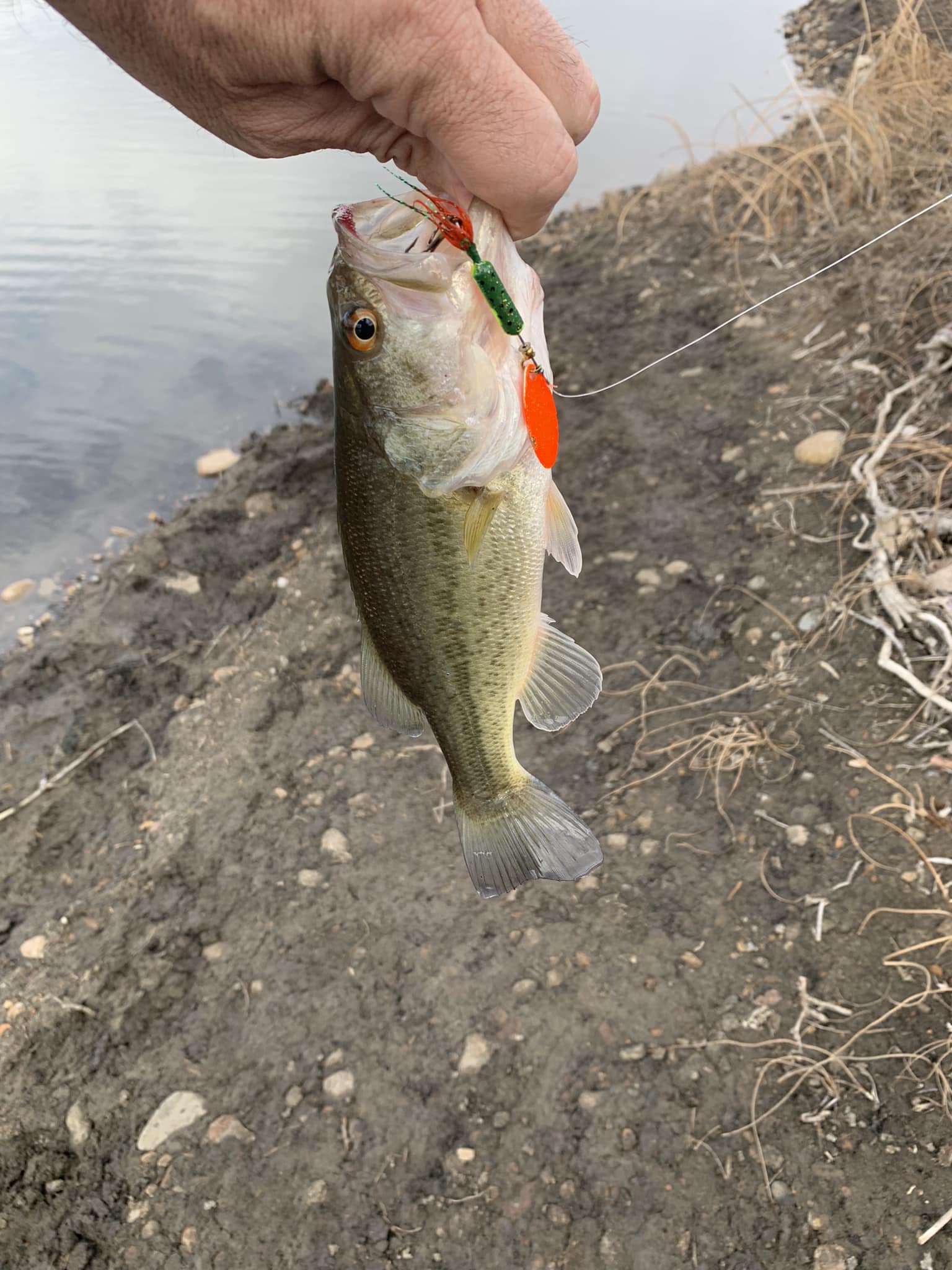 best lures for bass at jayhawker pond loveland co USA Tackle Mag Shad If There Are Frogs 3 Lures that Excel Across