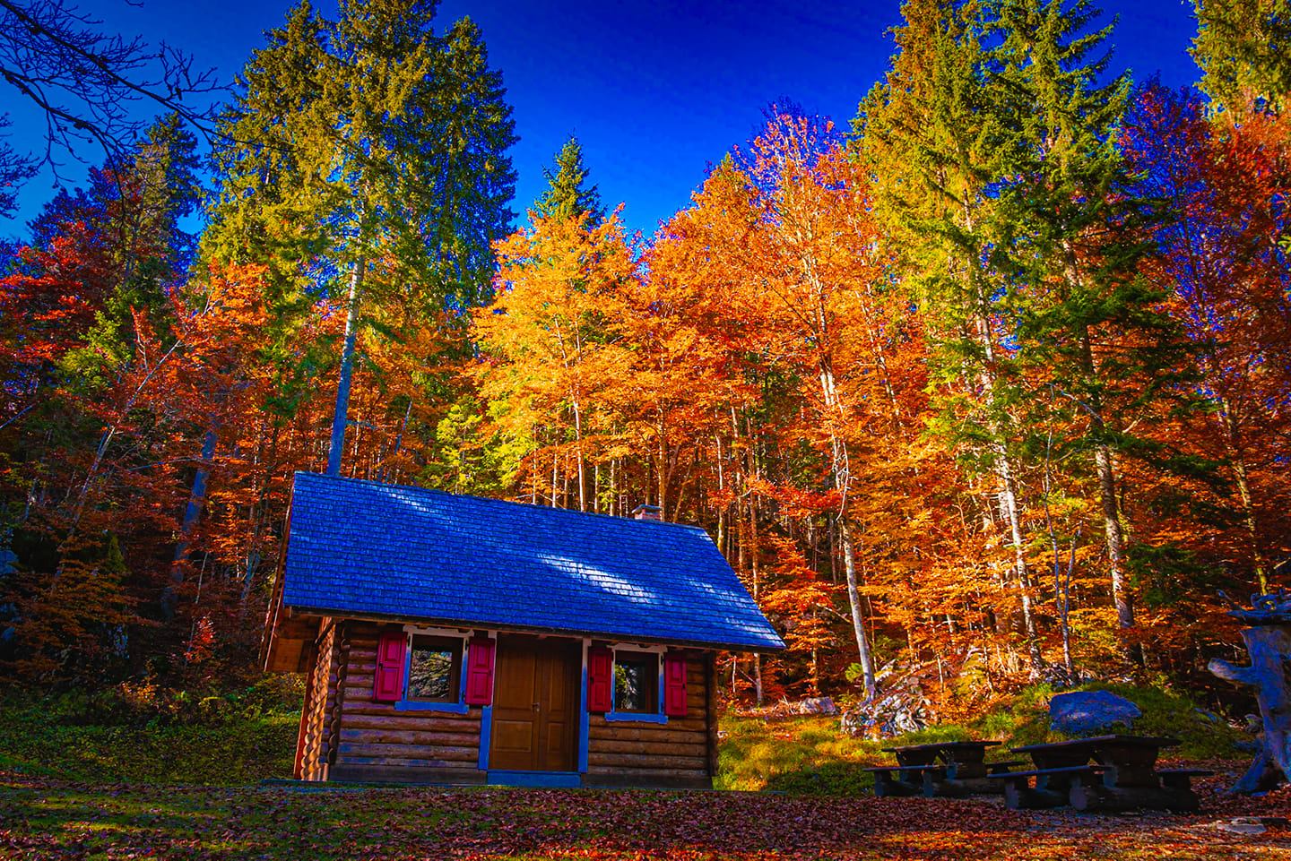 Foliage Nikon D3300+Sigma 17-50mm f/2.8 EX DC OS HSM