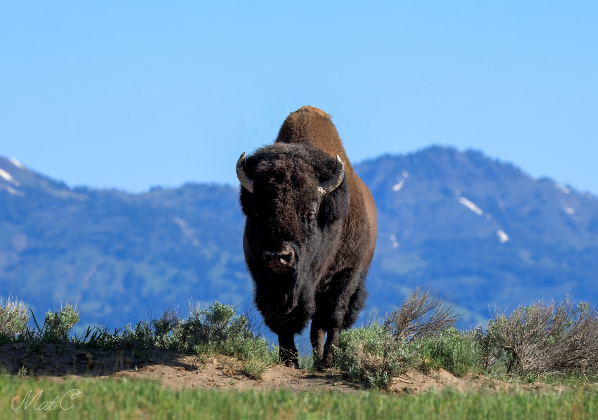 A Majestic Bison stands high up on a ridge 🦬 | Facebook