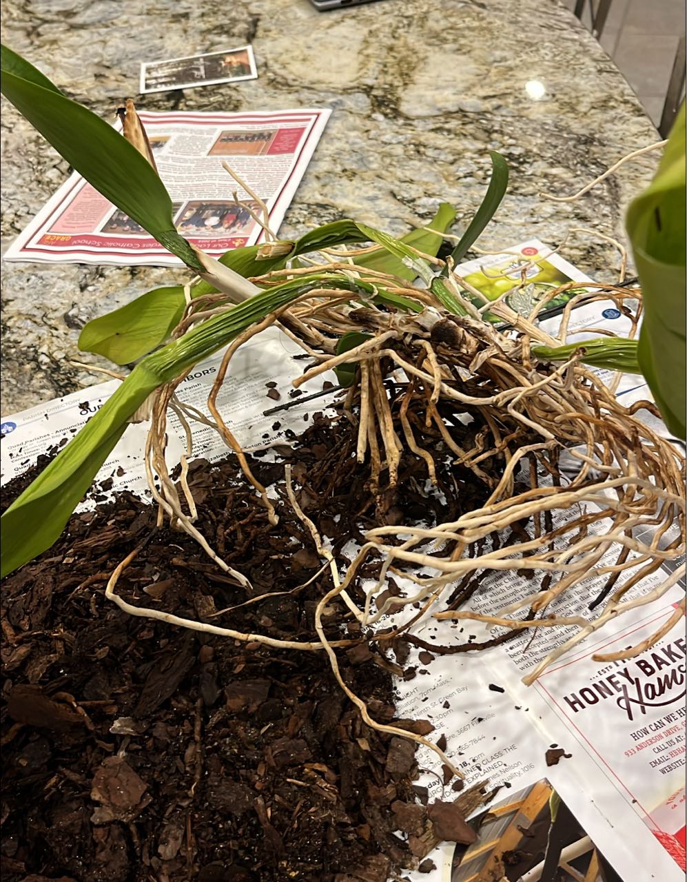 How to save a shriveling cattleya orchid with root damage?
