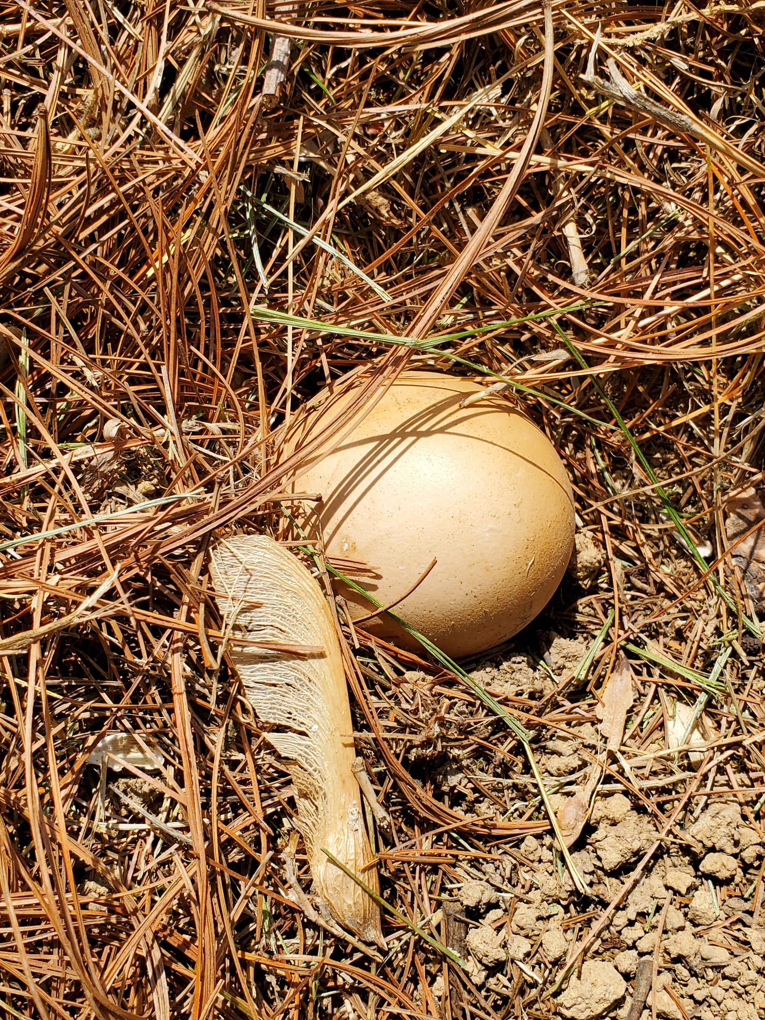 What type of large egg is found near iris plant and pine tree?