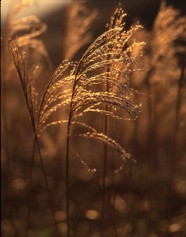 Caltar type-s 150mm f5.6 & caltar ii-n 210mm ff5.6 mc
