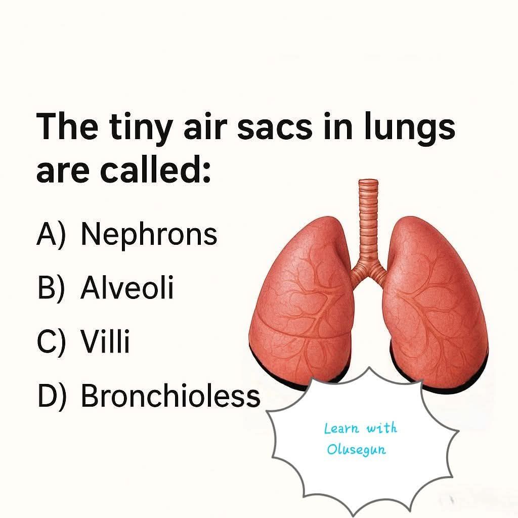 BASIC CHEMISTRY AND PHYSICS | The tiny air sacs in lungs are called ...