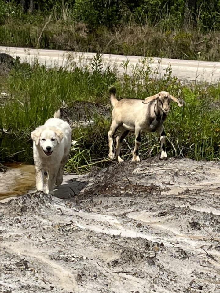 Southeast Ga Goats for Sale | Ram and Billy pen clean out in Vidalia ...