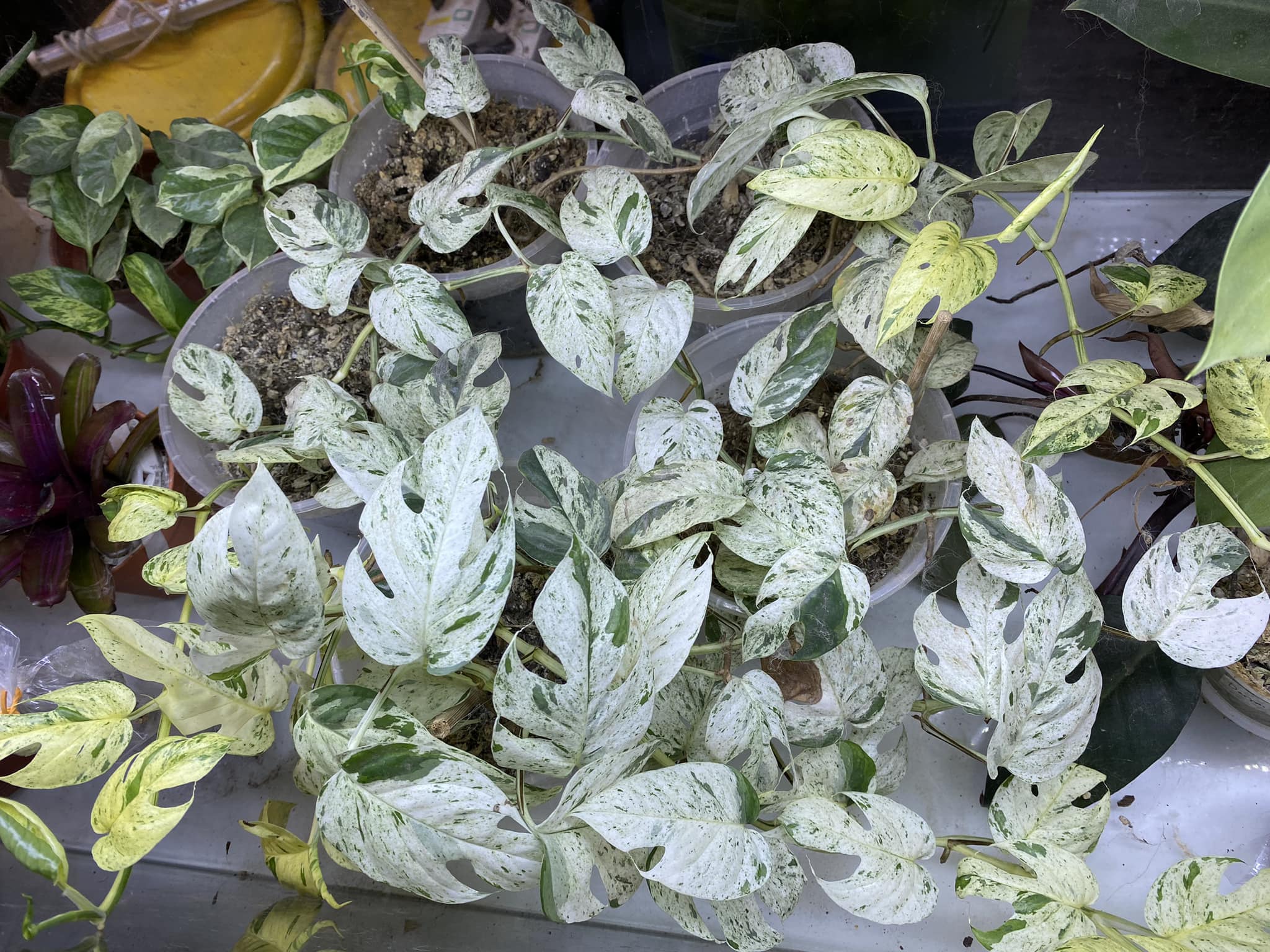 【mutation】　P. Peawchan  queen F304. Can you make out the P.Pewchan Snow Queen F304 in this picture