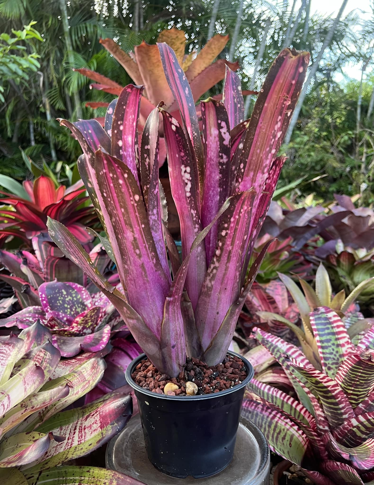 Billbergia Hallelujah Variegated