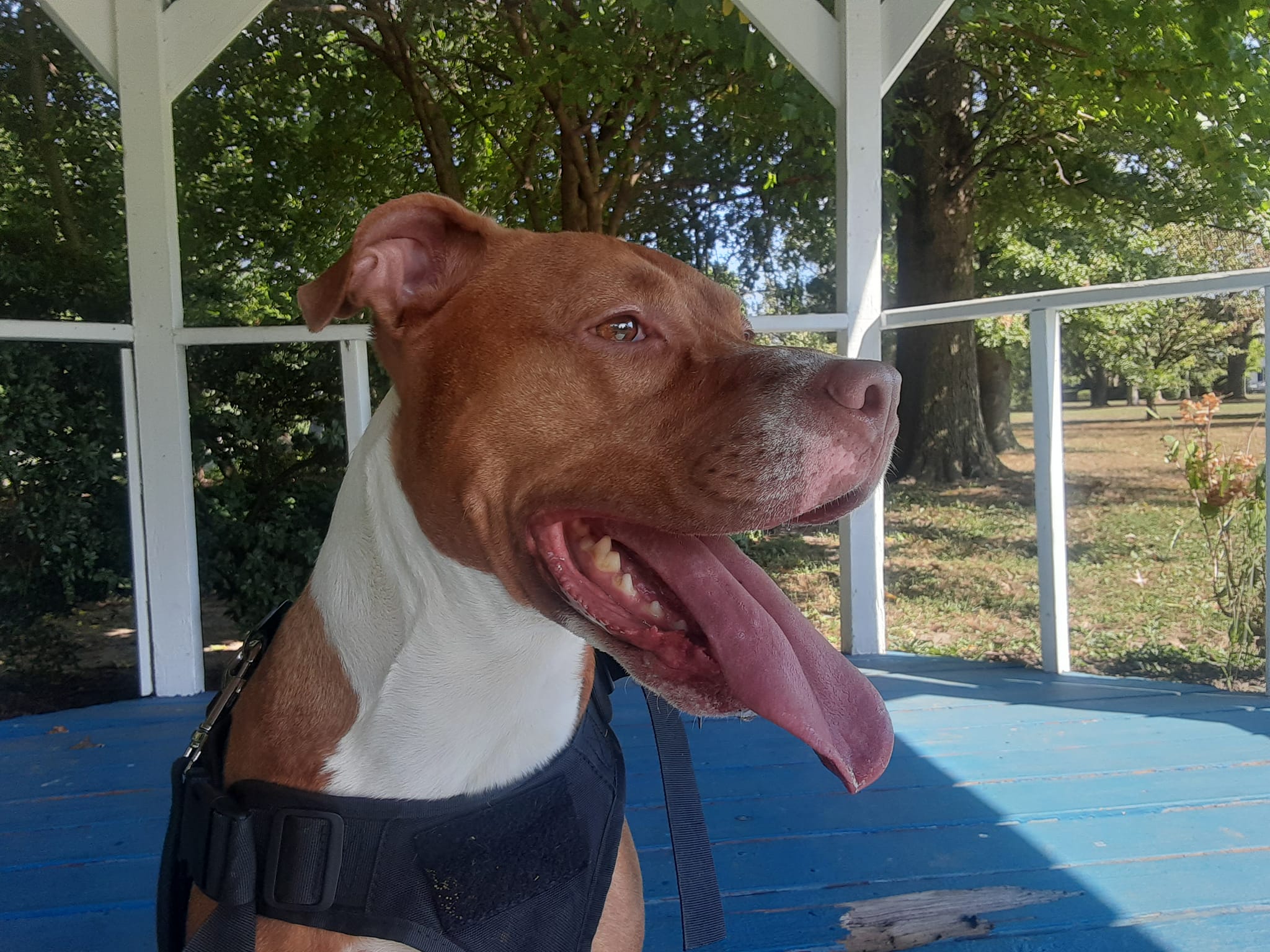Urgent urgent 🆘🆘🆘 Brittany needs out today.!!!🥺She is on her