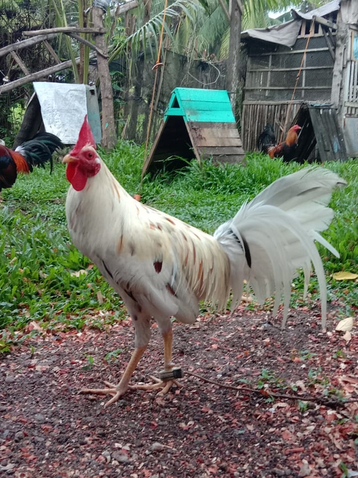 Mga manok sa PALANAs,MANIPIs,TANJAy Lig-0n | C1 LEMON SWEATER x TORNADO ...