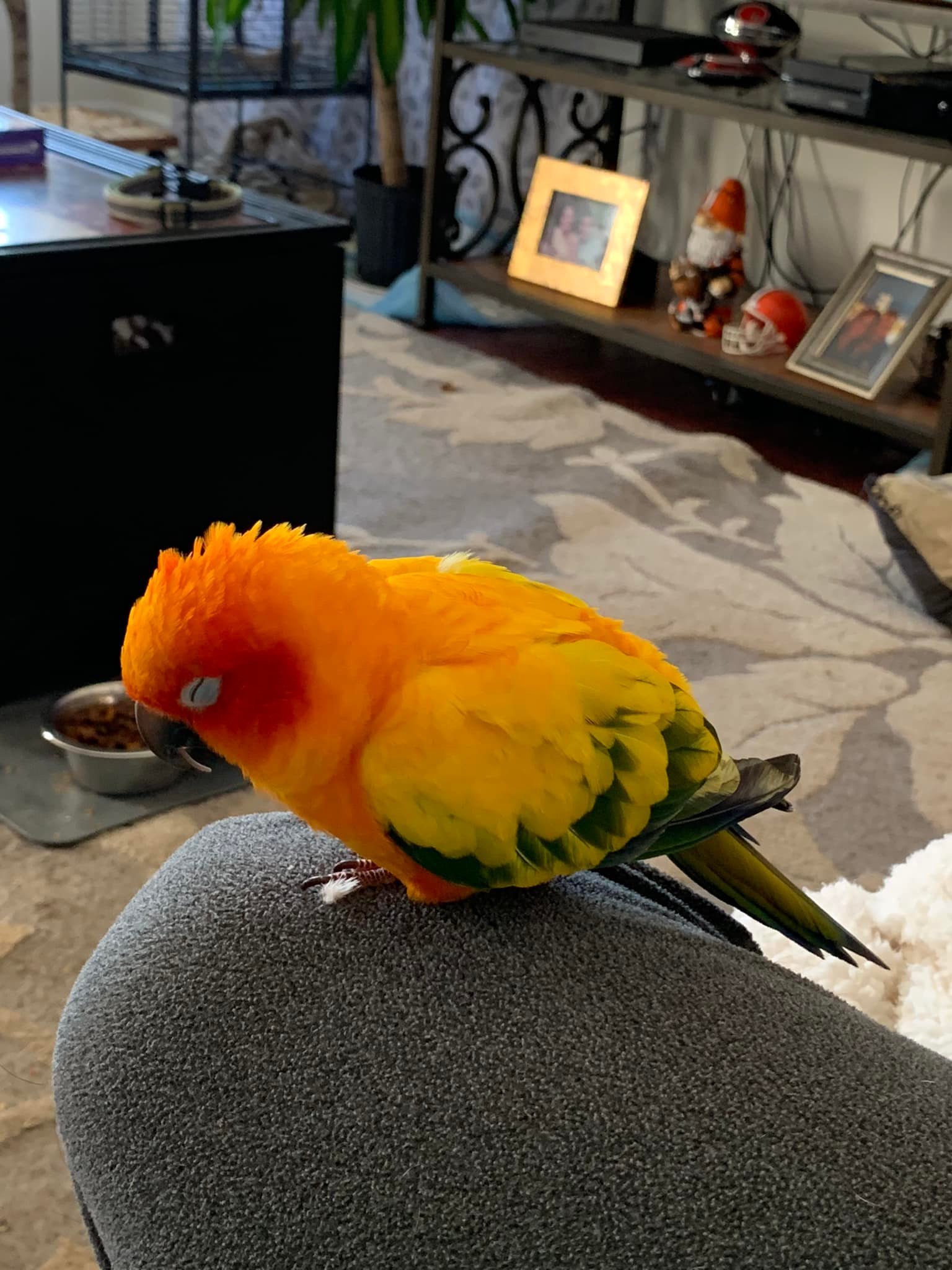 LOST - SUN CONURE, 
