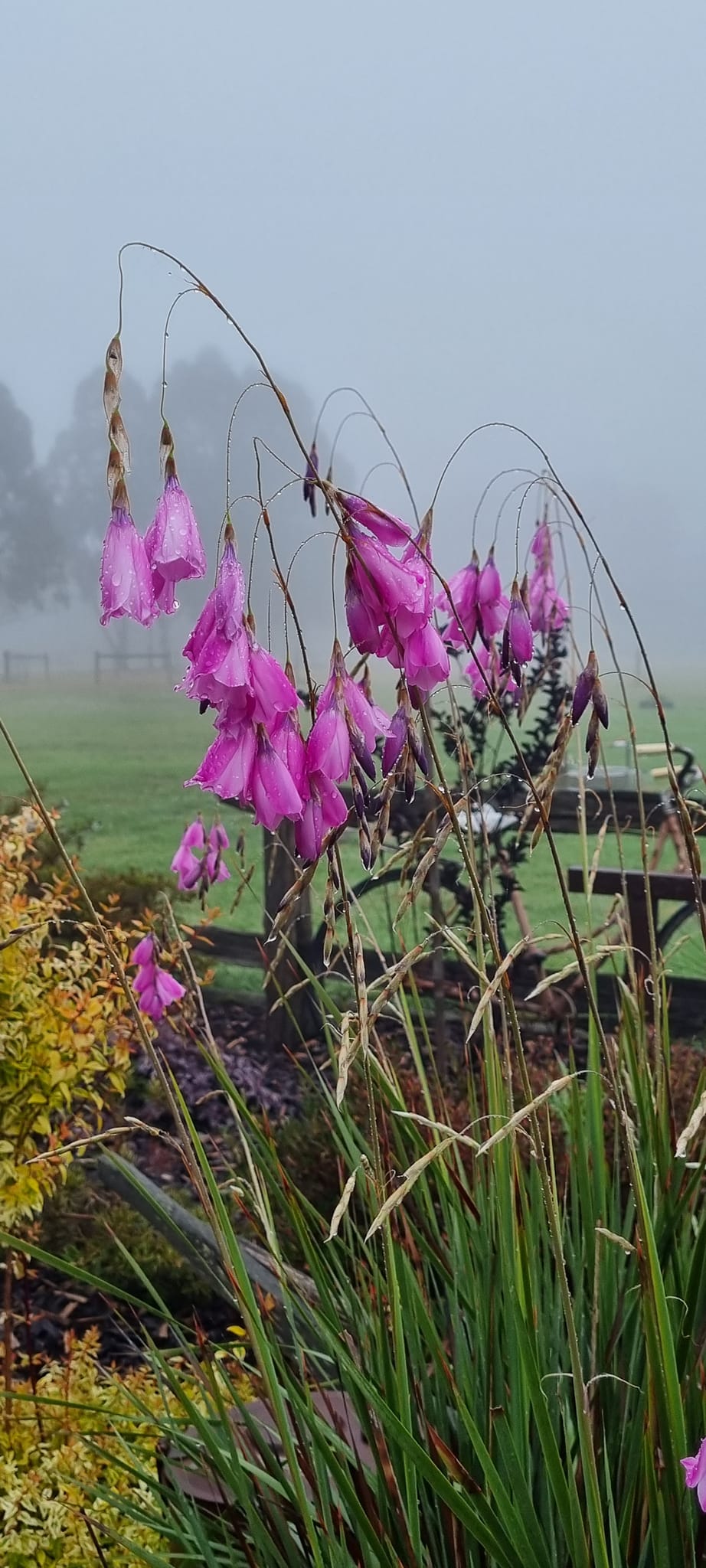 fairy fishing pole plant 25 x 'Miranda' Rod 'Dierama Pulcherrimum' perennial flower seeds and they are perfect for planting alongside a pathway where they can be admired but will barely encroach Fairy's Fishing Rod  Wanderlust