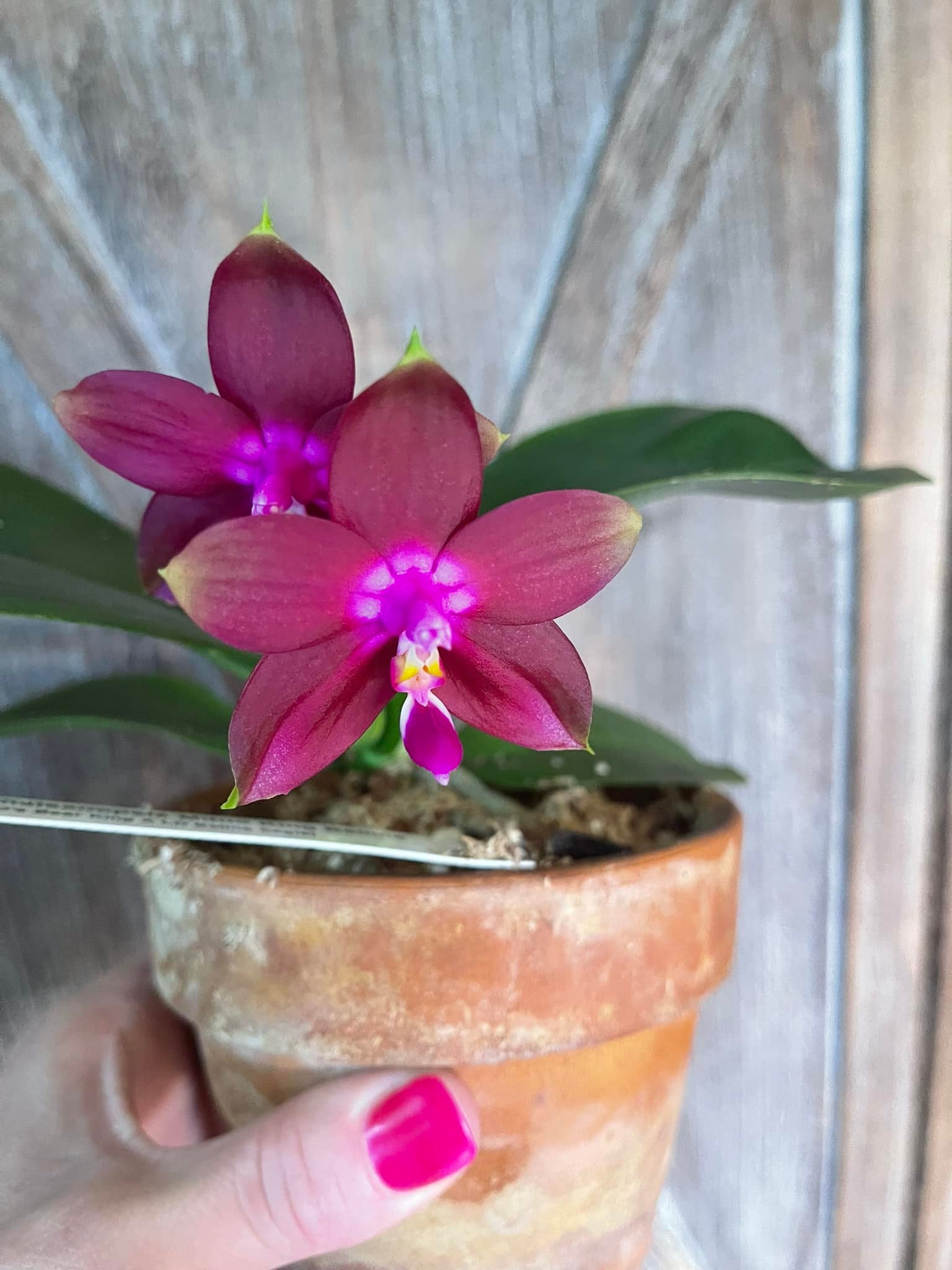Phalaenopsis Mituo Reflex King Flava 1 Intensely fragrant