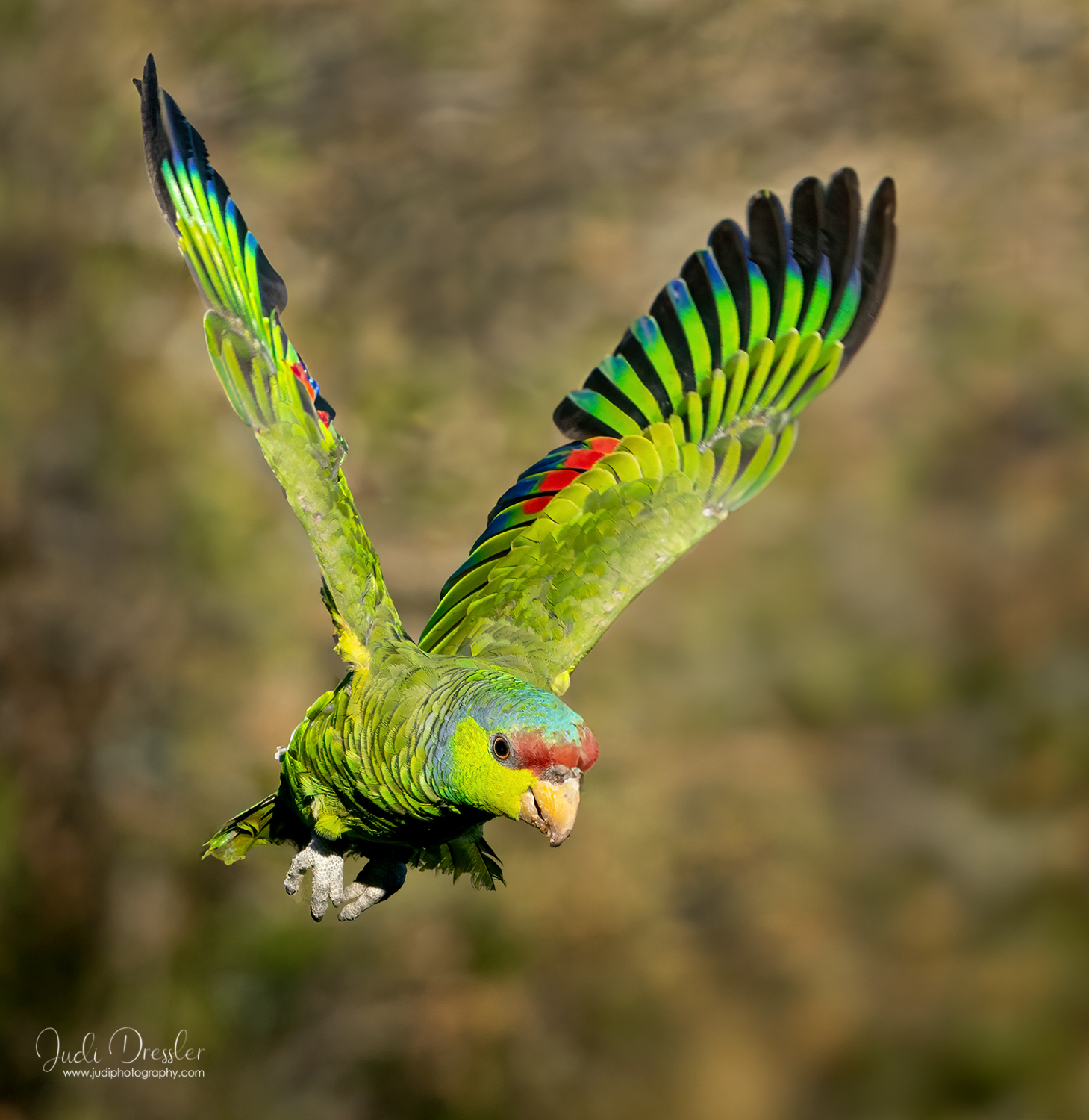 Lilac-crowned parrot at Fairchild Tropical Garden | Coral Gables, FL