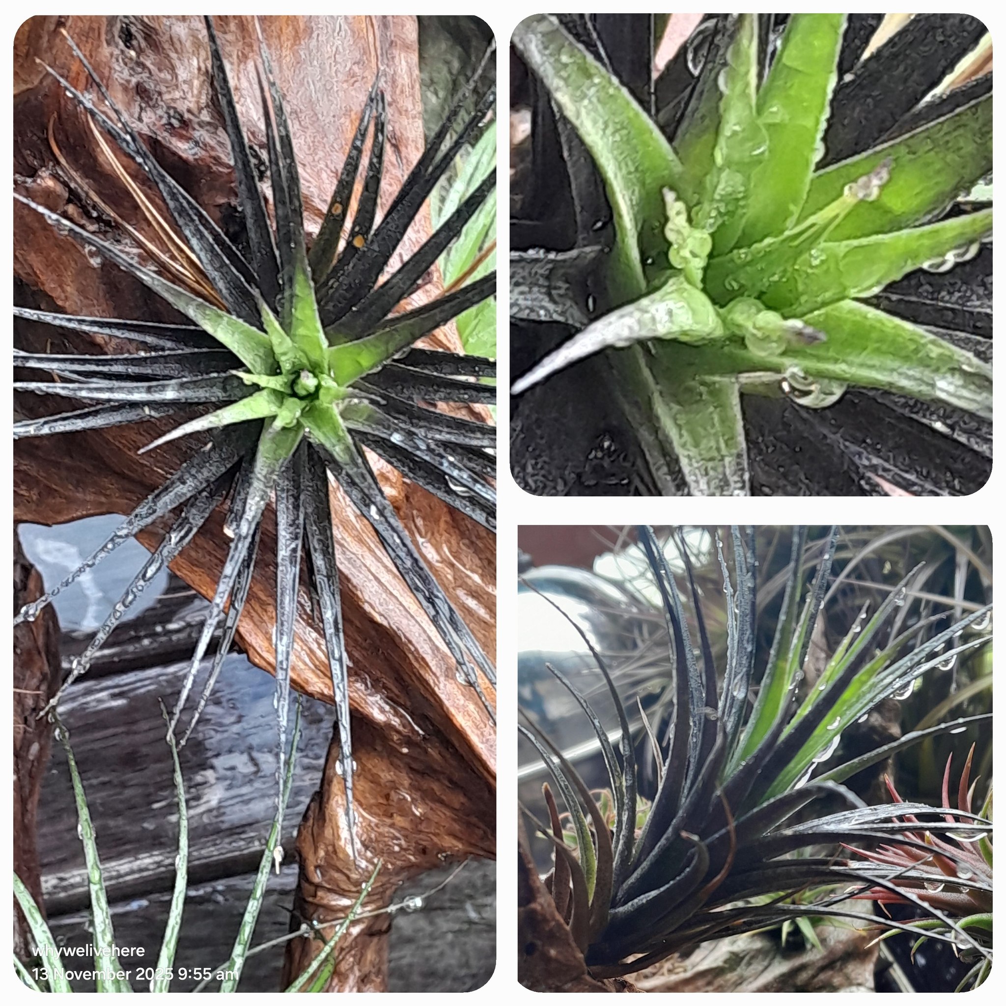 t neglecta nigra air plant variety