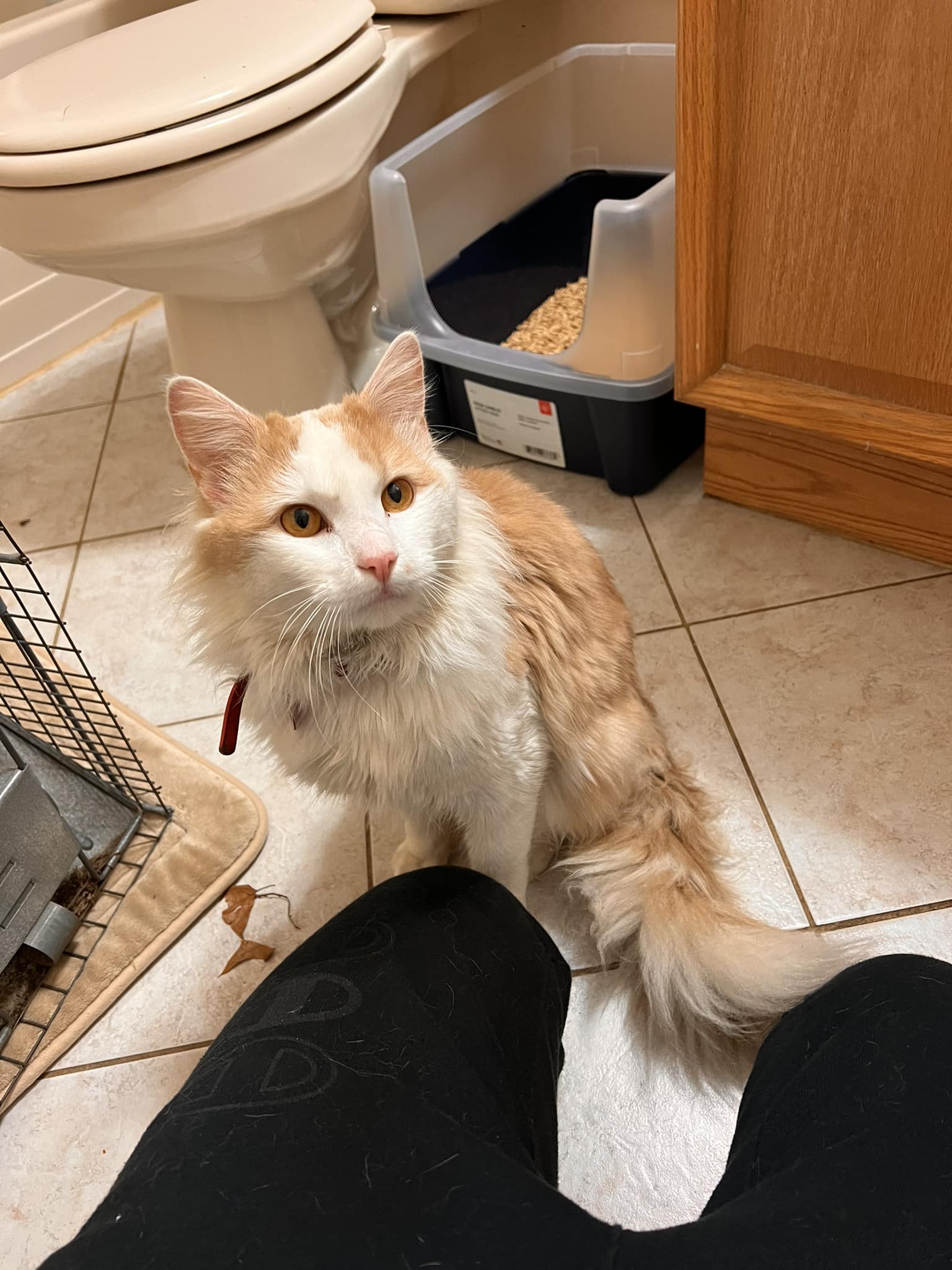 UPDATE - Owner found and kitty is home! FOUND CAT ALERT - 38th