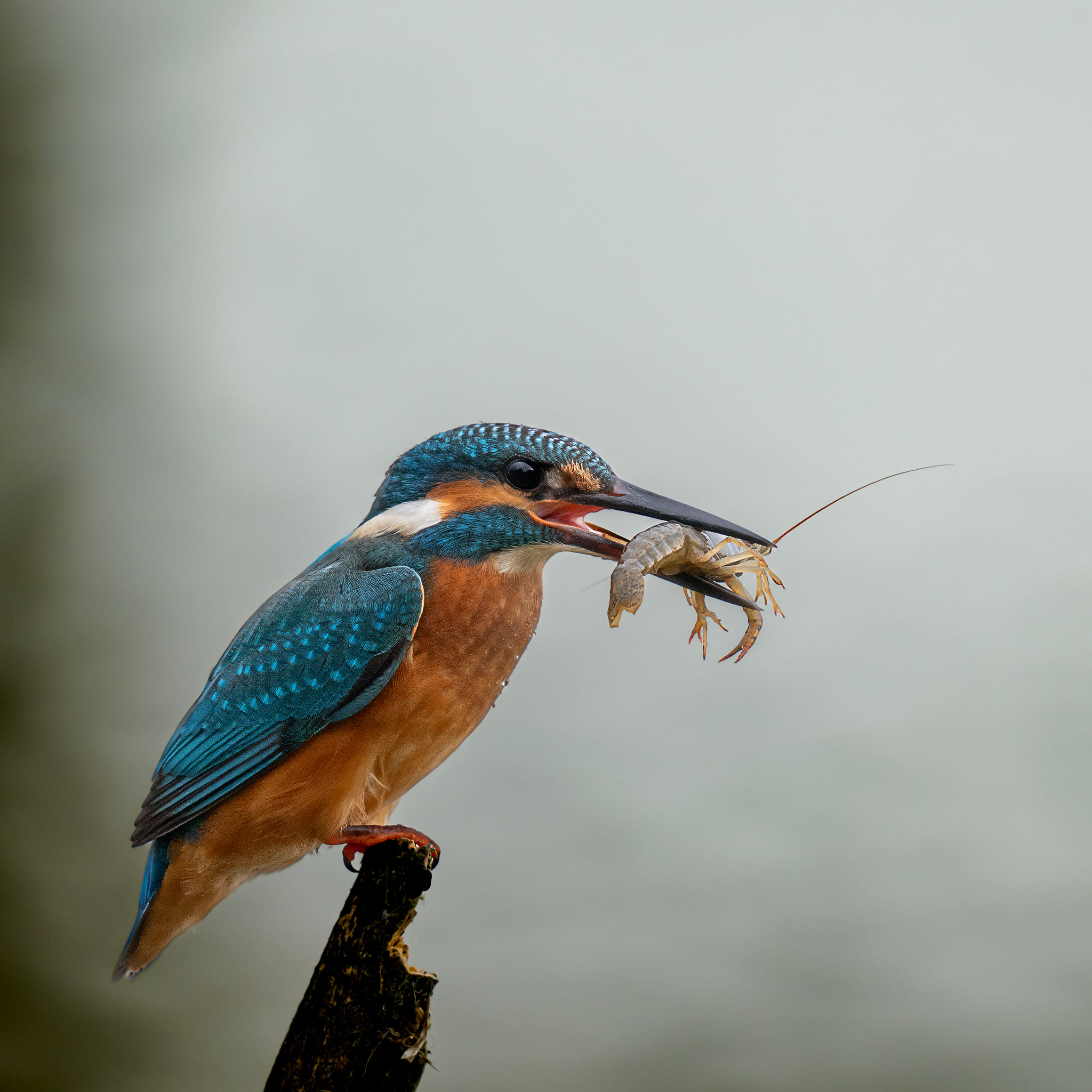 Nikon Z8 and 180-600 lens for kingfisher photography