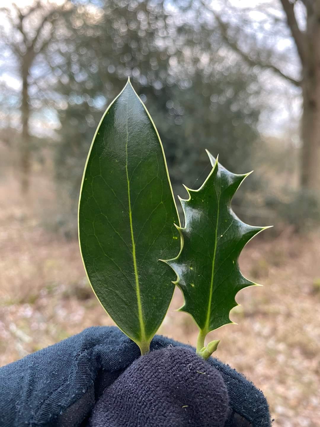 Common name: Himalayan Holly Botanical name: Ilex dipyrena Family