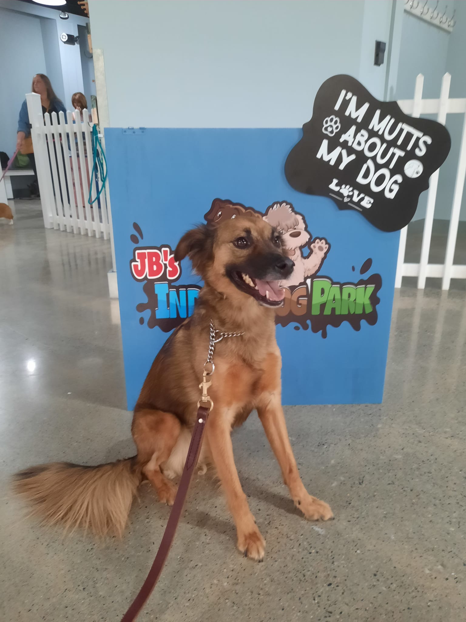 Jb S Indoor Dog Park