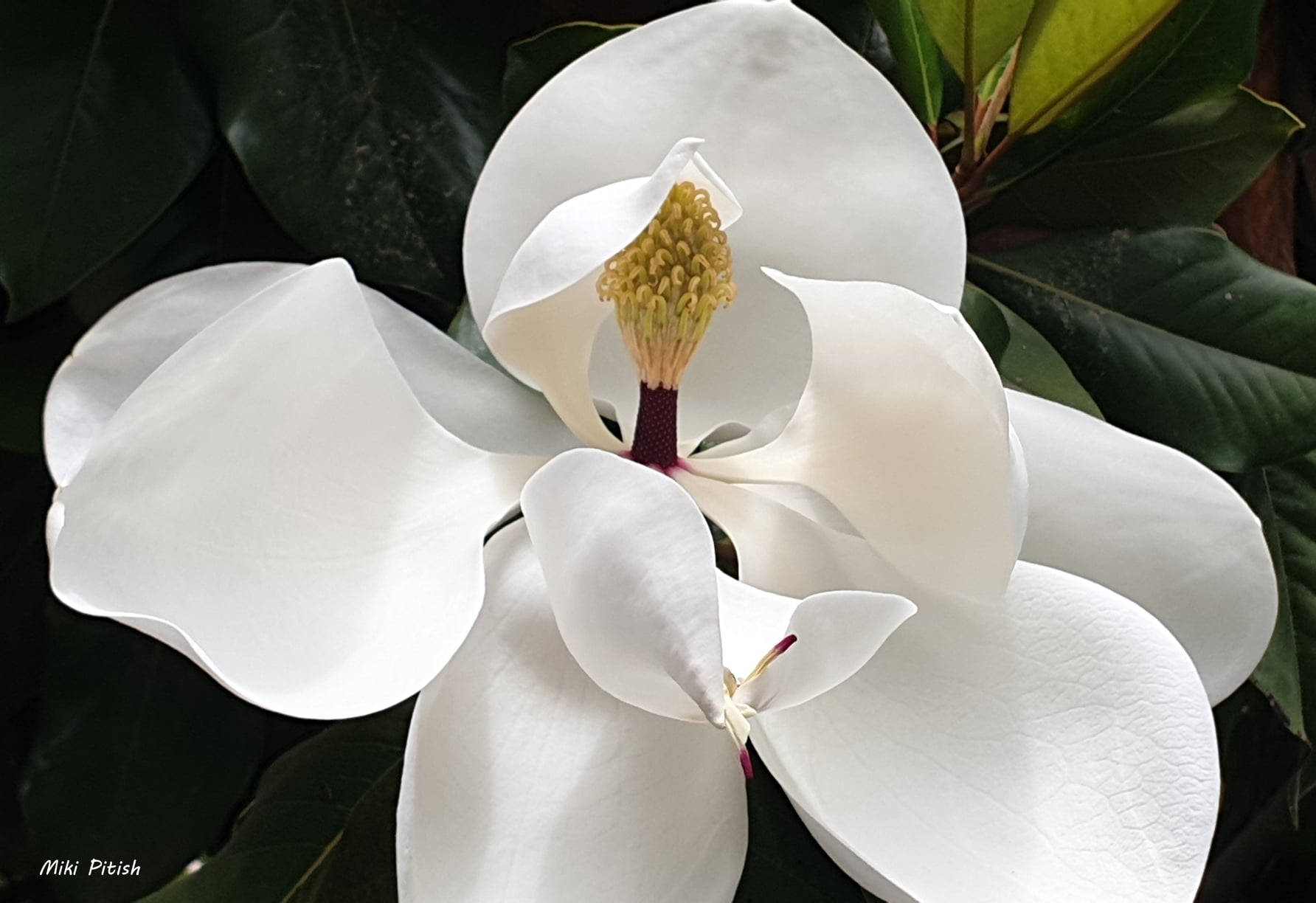 Native magnolia in Winston County, Alabama