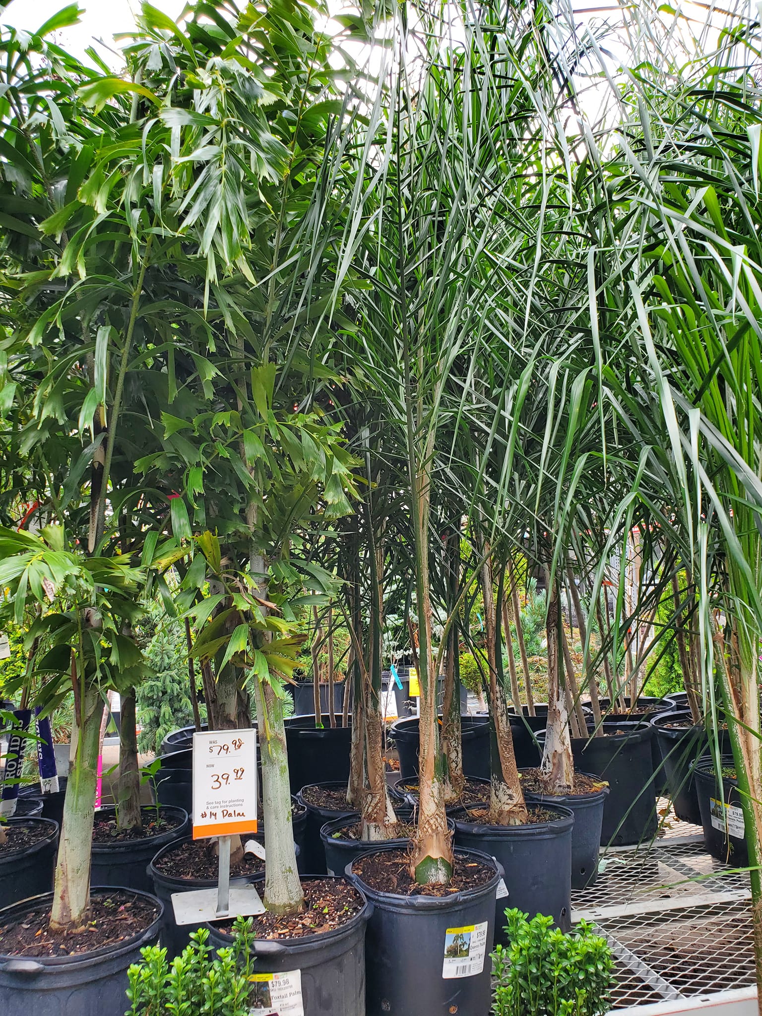 Big box store has palms in stock again