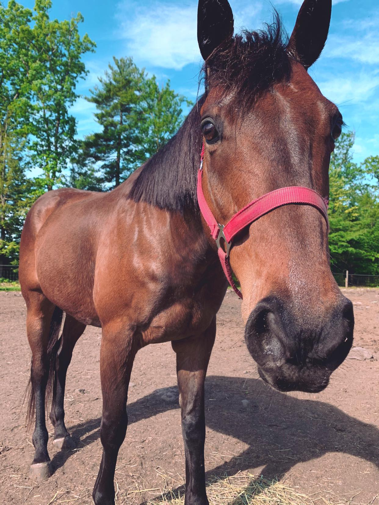 Cashel Quiet Ride Fly Mask, LONG NOSE WITH EARS - 38213474